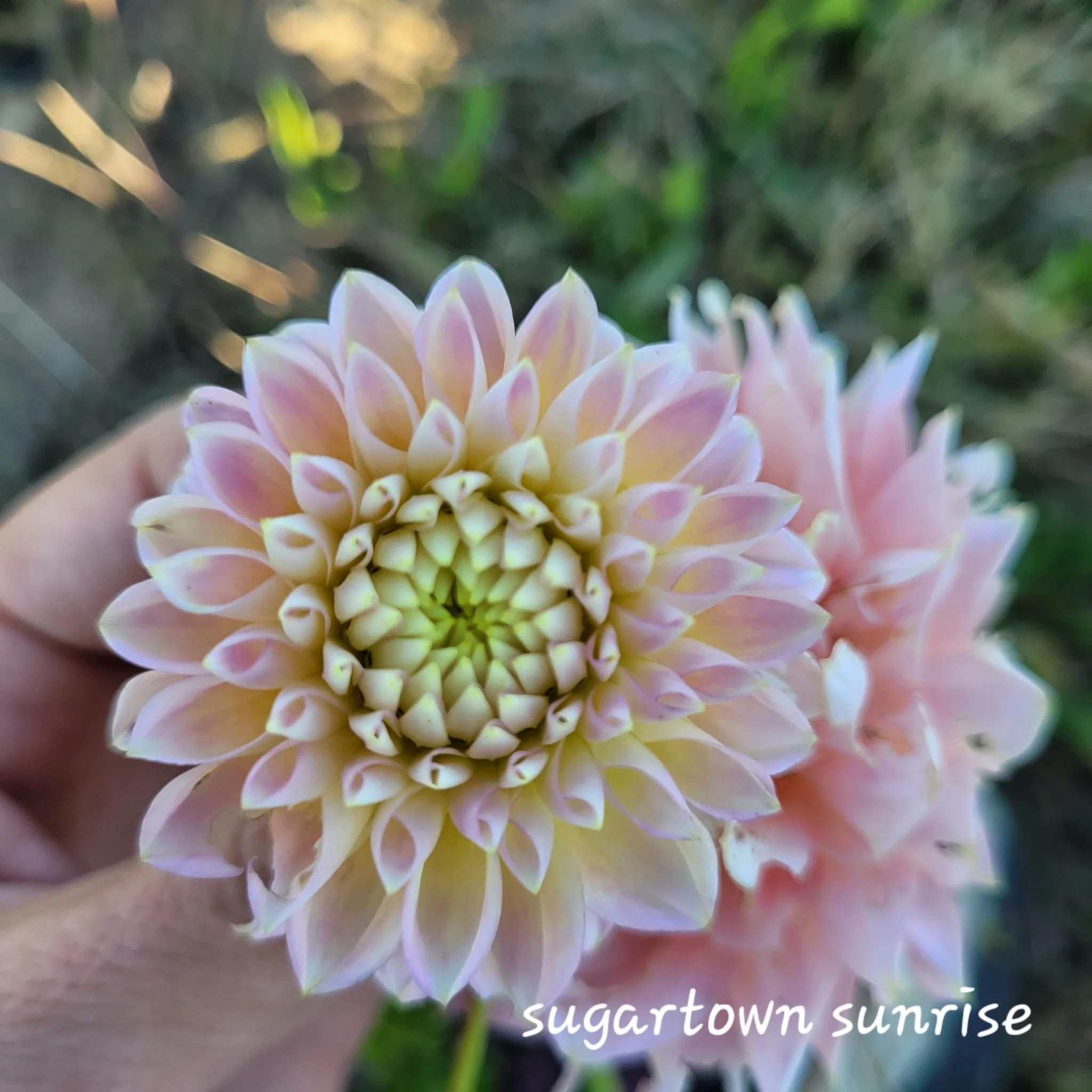 Sugartown Sunrise dahlia.jpg