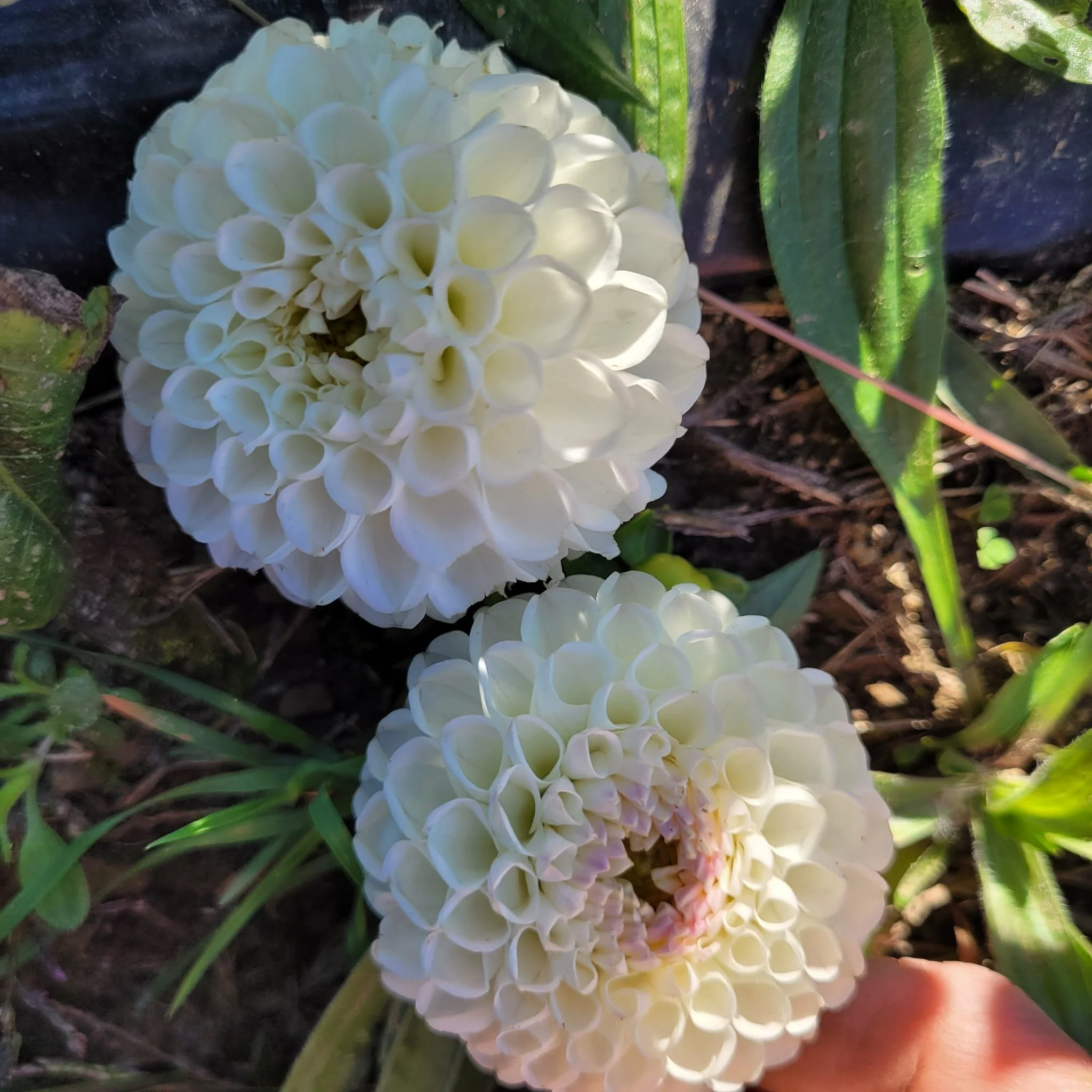 Hollyhill Miss White Dahlia 2.jpg