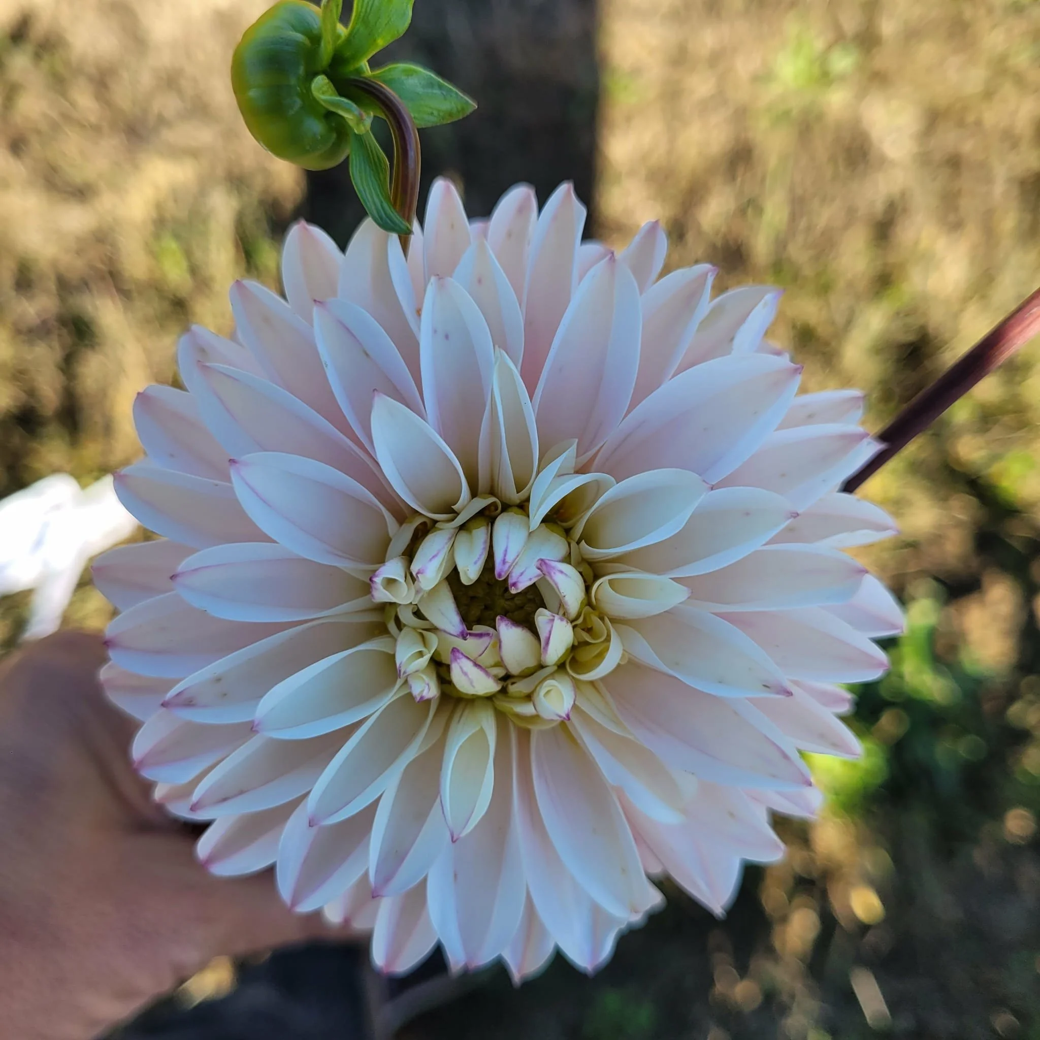 RM Aurora Dahlia 1.jpg