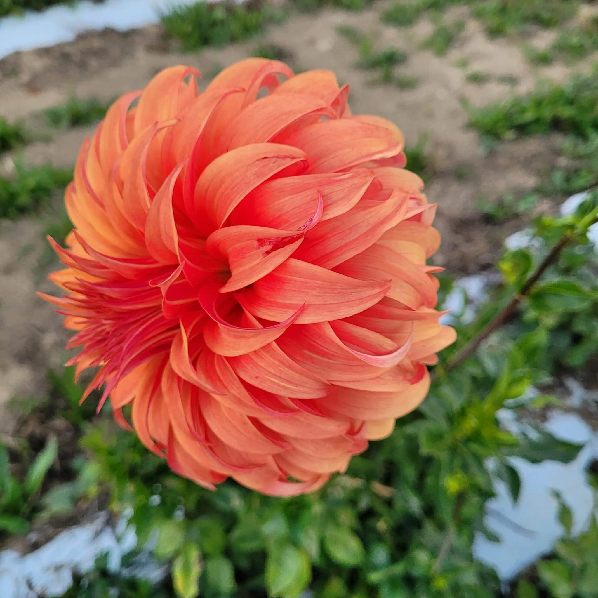 Bloomquist Jean Dahlia.jpg