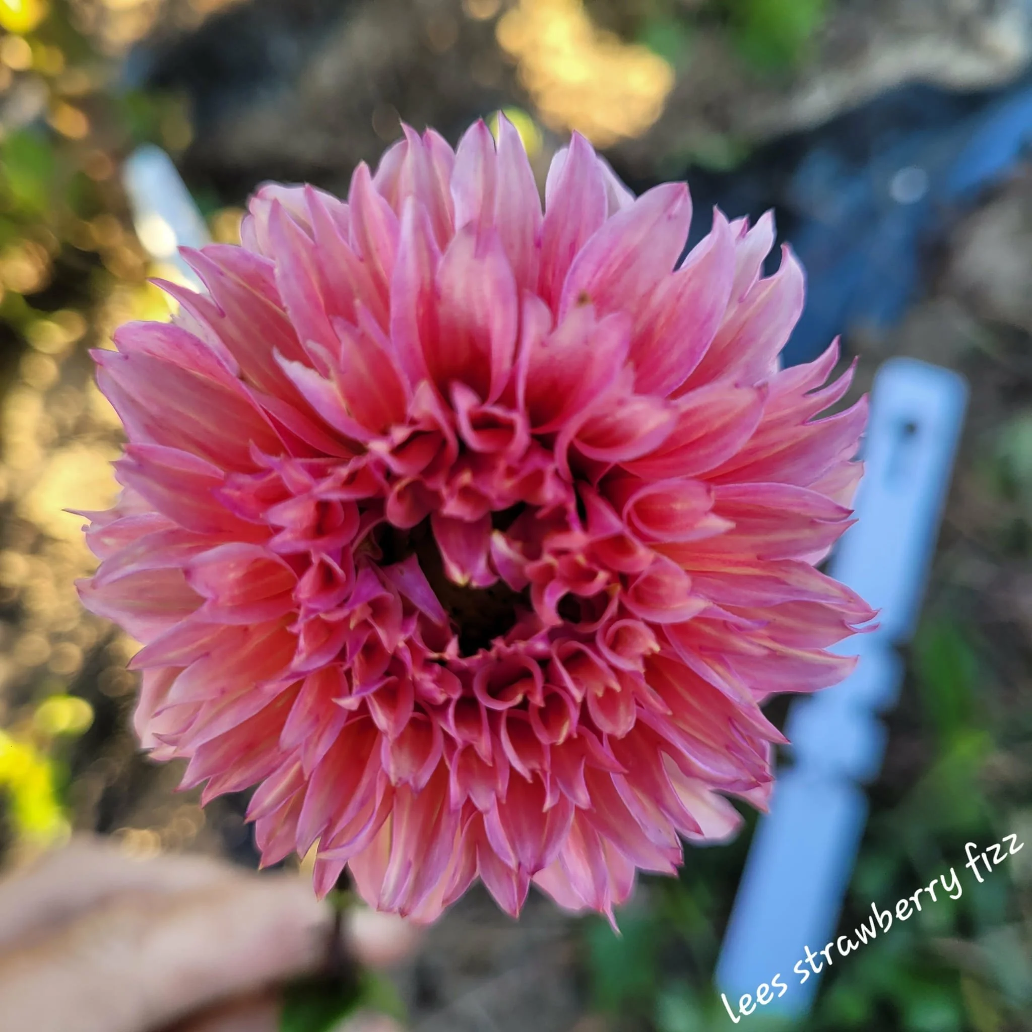 Lee's Strawberry Fizz Dahlia