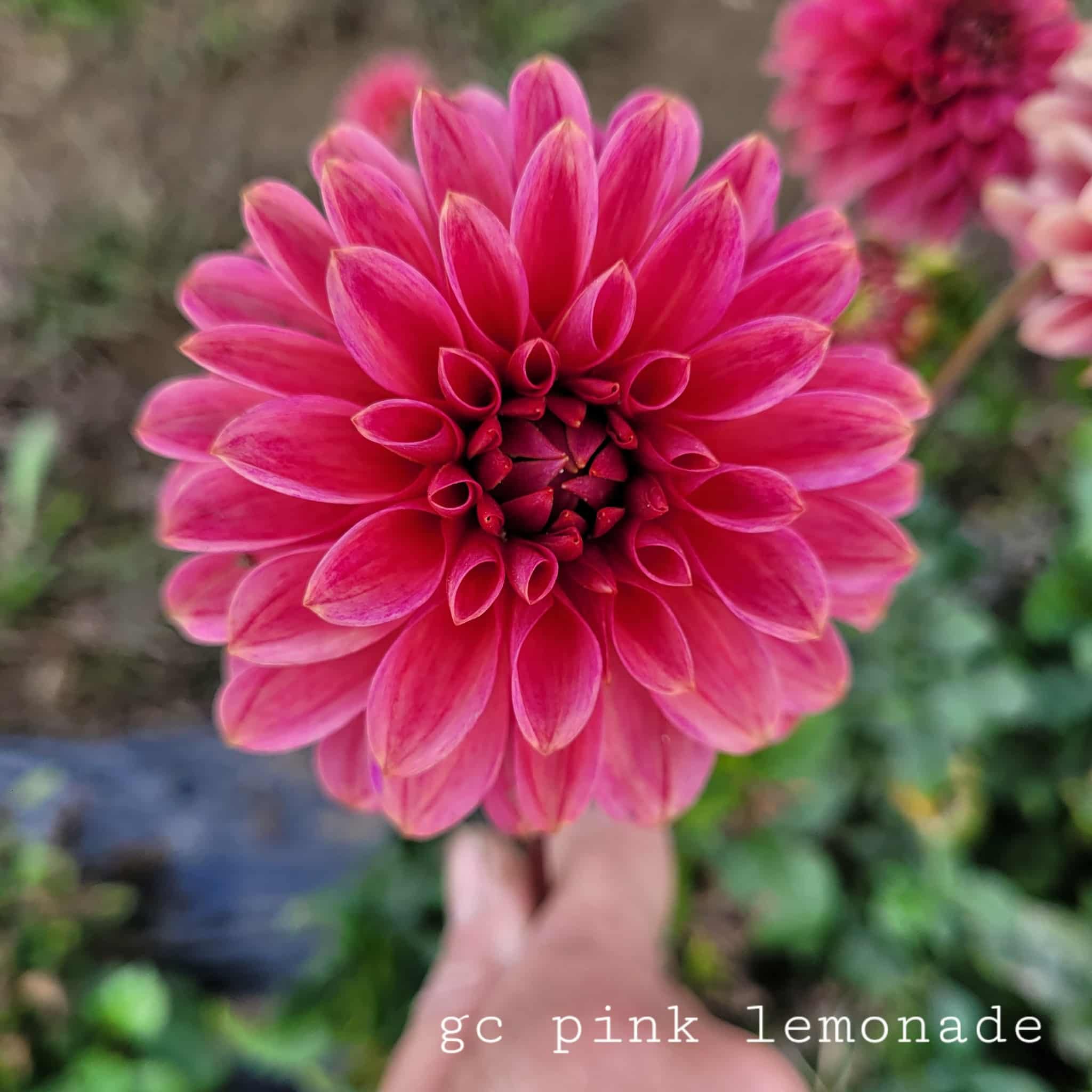 GC Pink Lemonade Dahlia.jpg