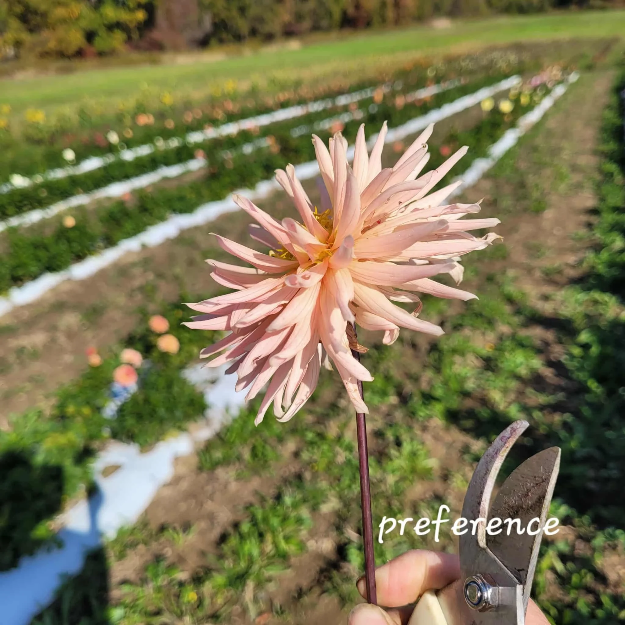 Preference Dahlia