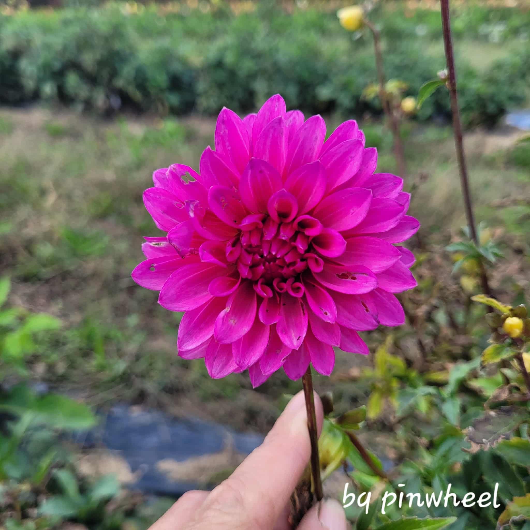 Bloomquist Pinwheel Dahlia.jpg
