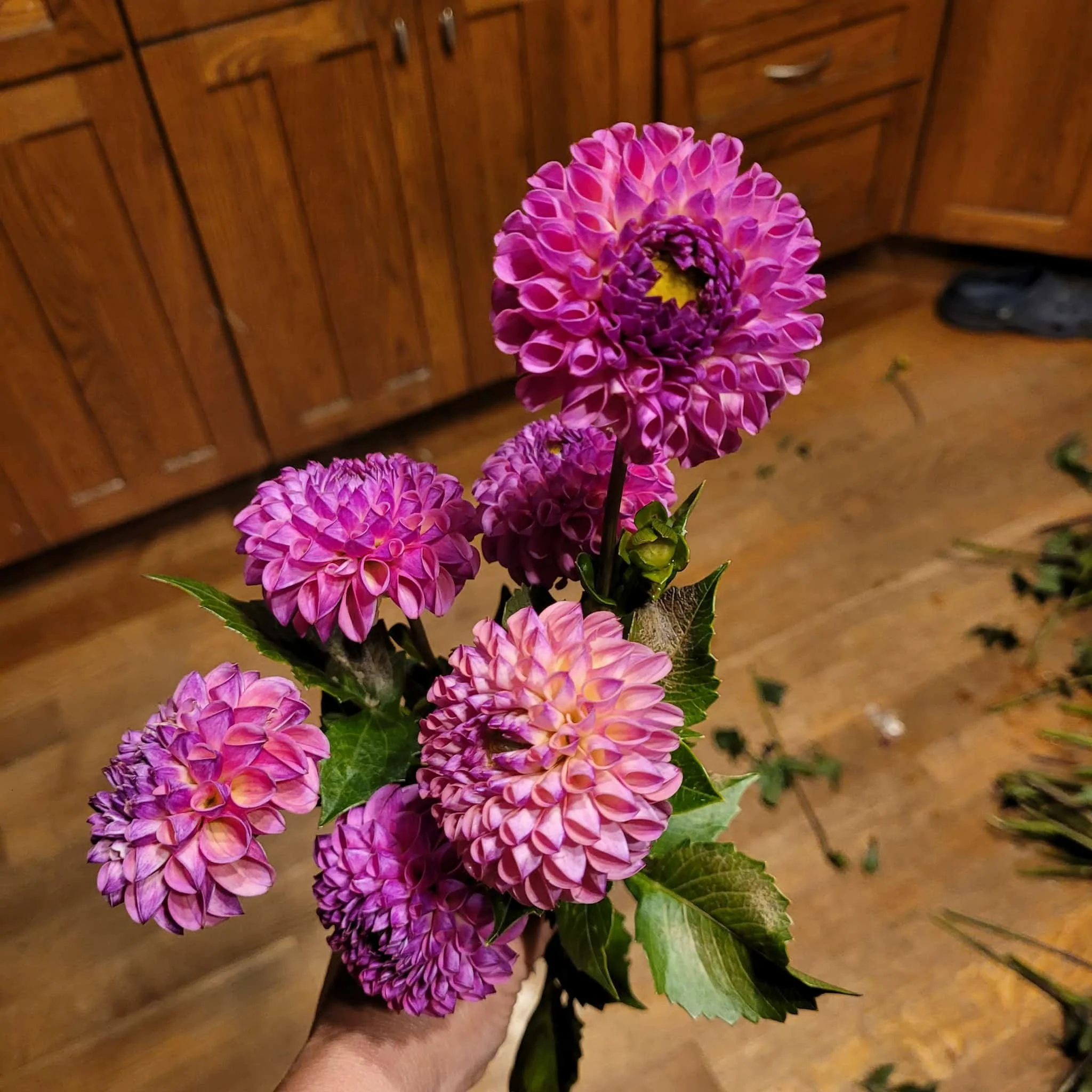 Caitlin's Joy dahlia 2.jpg