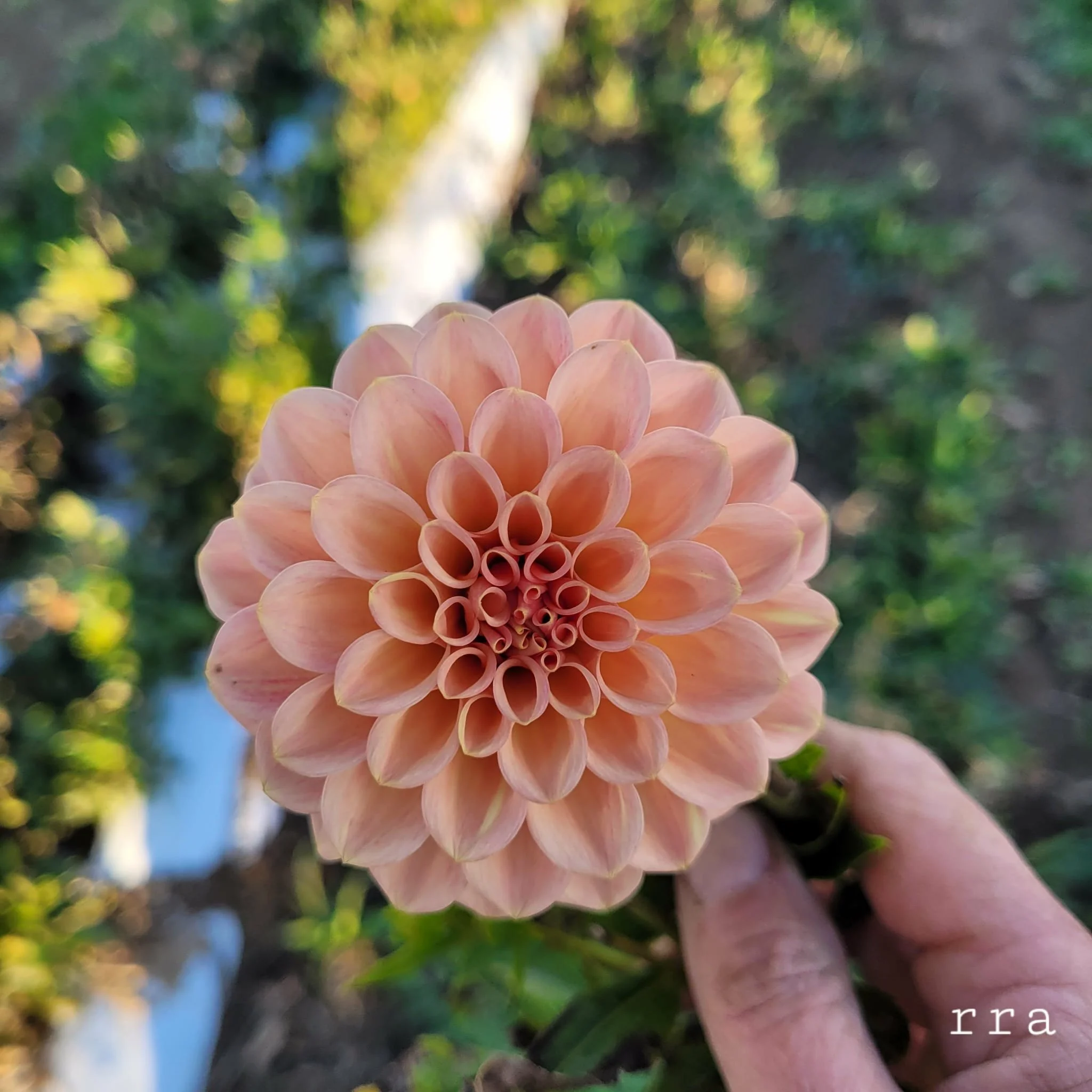 Rock Run Ashley Dahlia 1.jpg