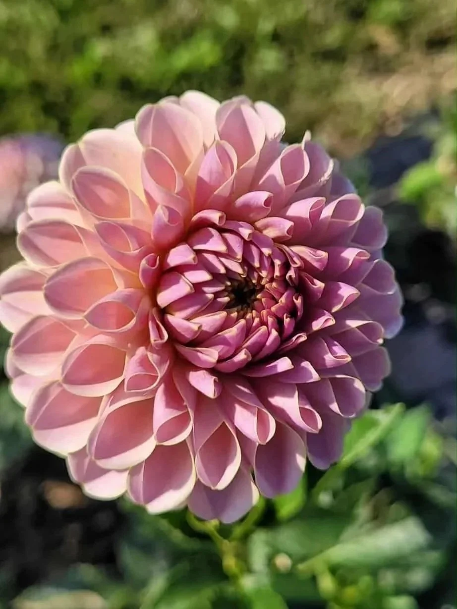 KA Cinder Rose Dahlia