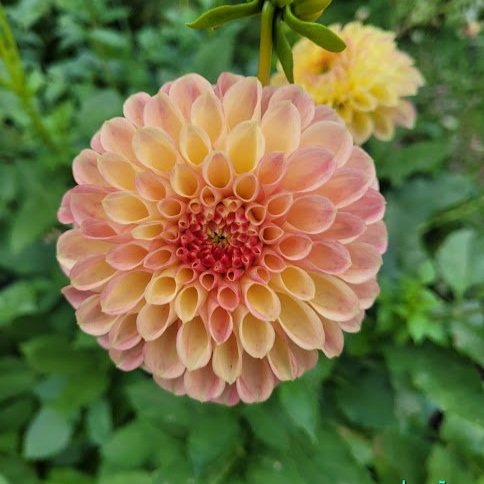 Snoho+Doris+dahlia.jpg