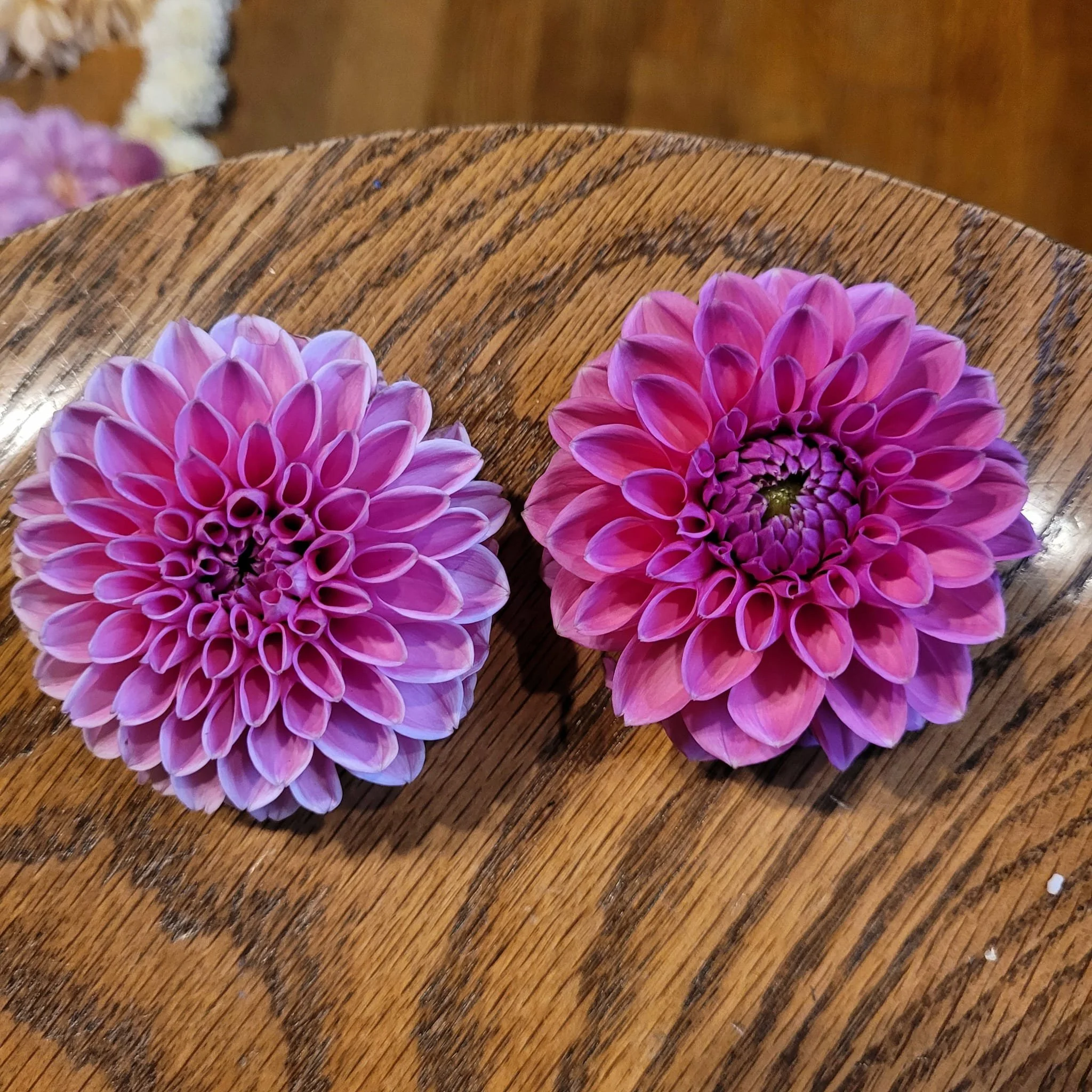 Pink Sylvia Dahlia.jpg