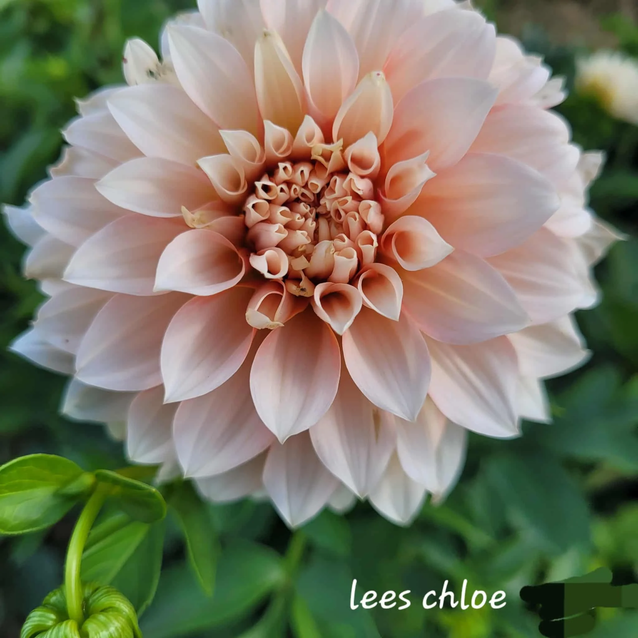Lee's Chloe Dahlia.jpg