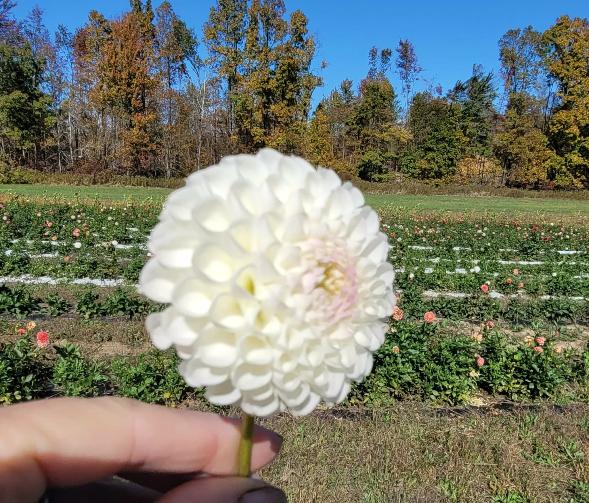 Hollyhill Miss White Dahlia.jpg