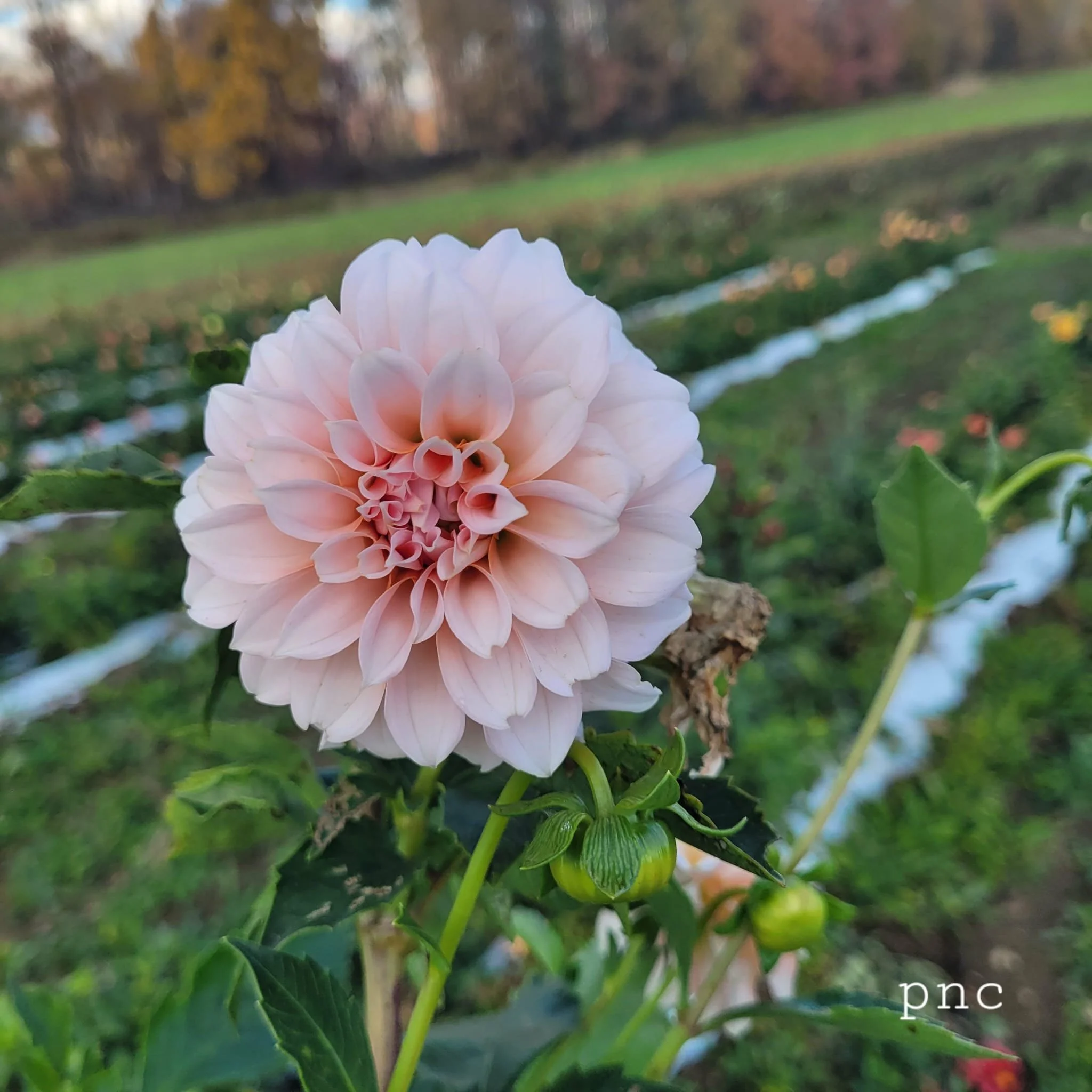 Peaches N Cream Dahlia 1.jpg