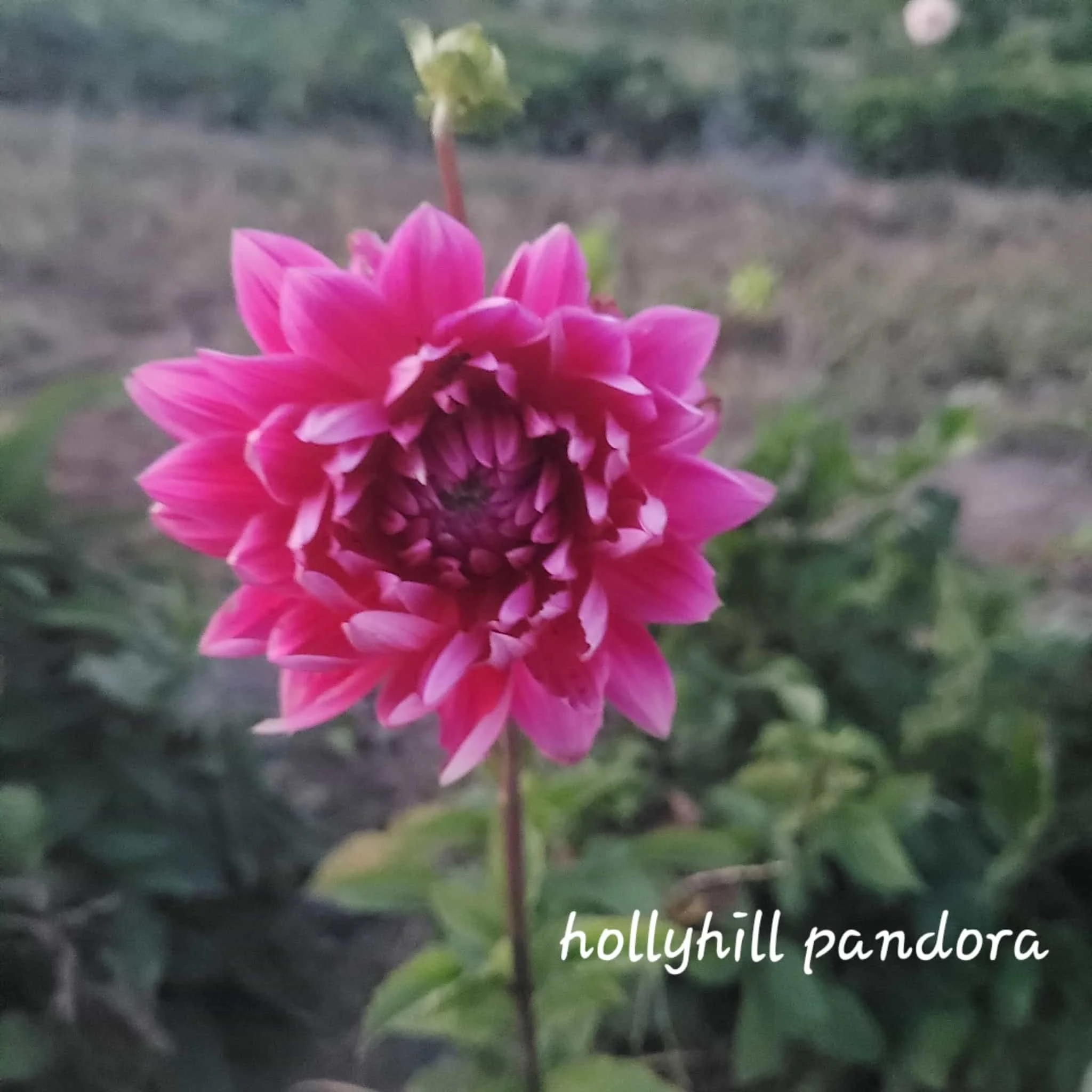 Hollyhill Pandora Dahlia