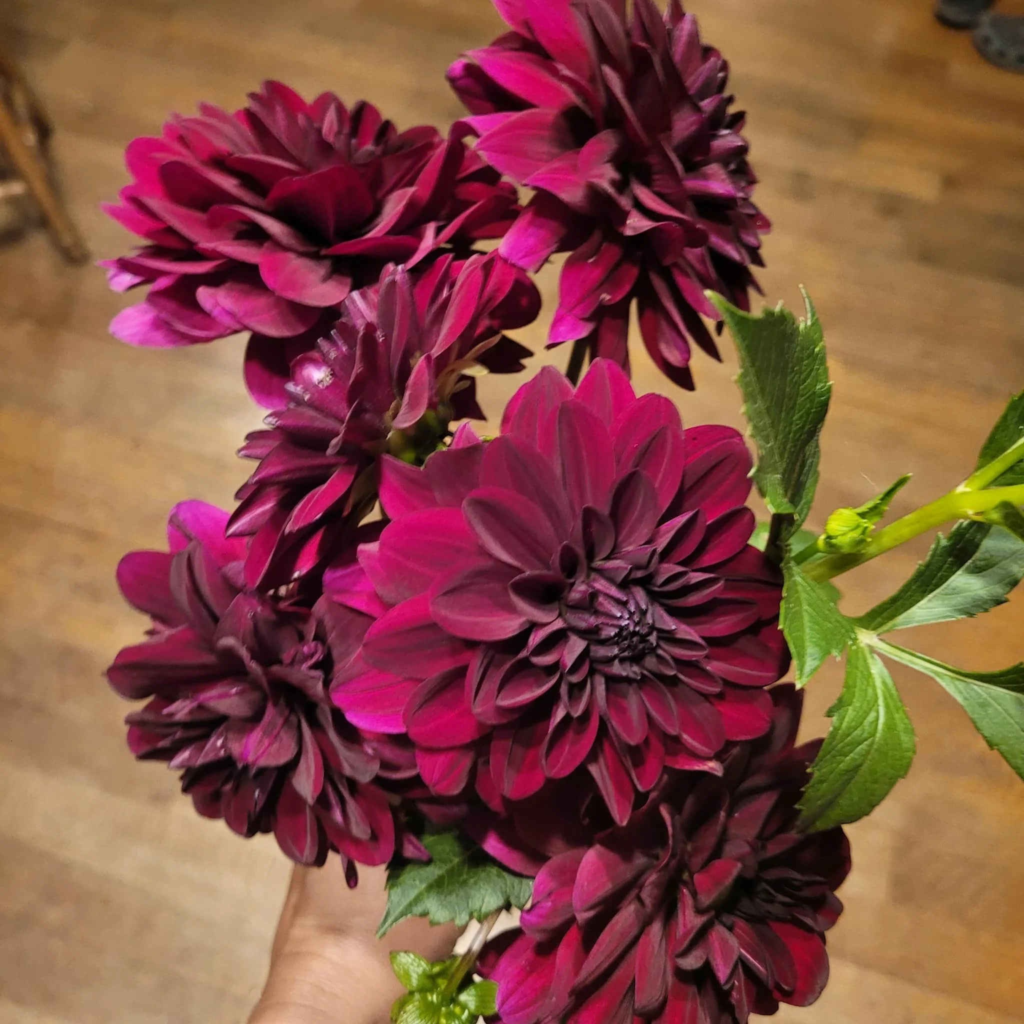 Karma Naomi Dahlia.jpg