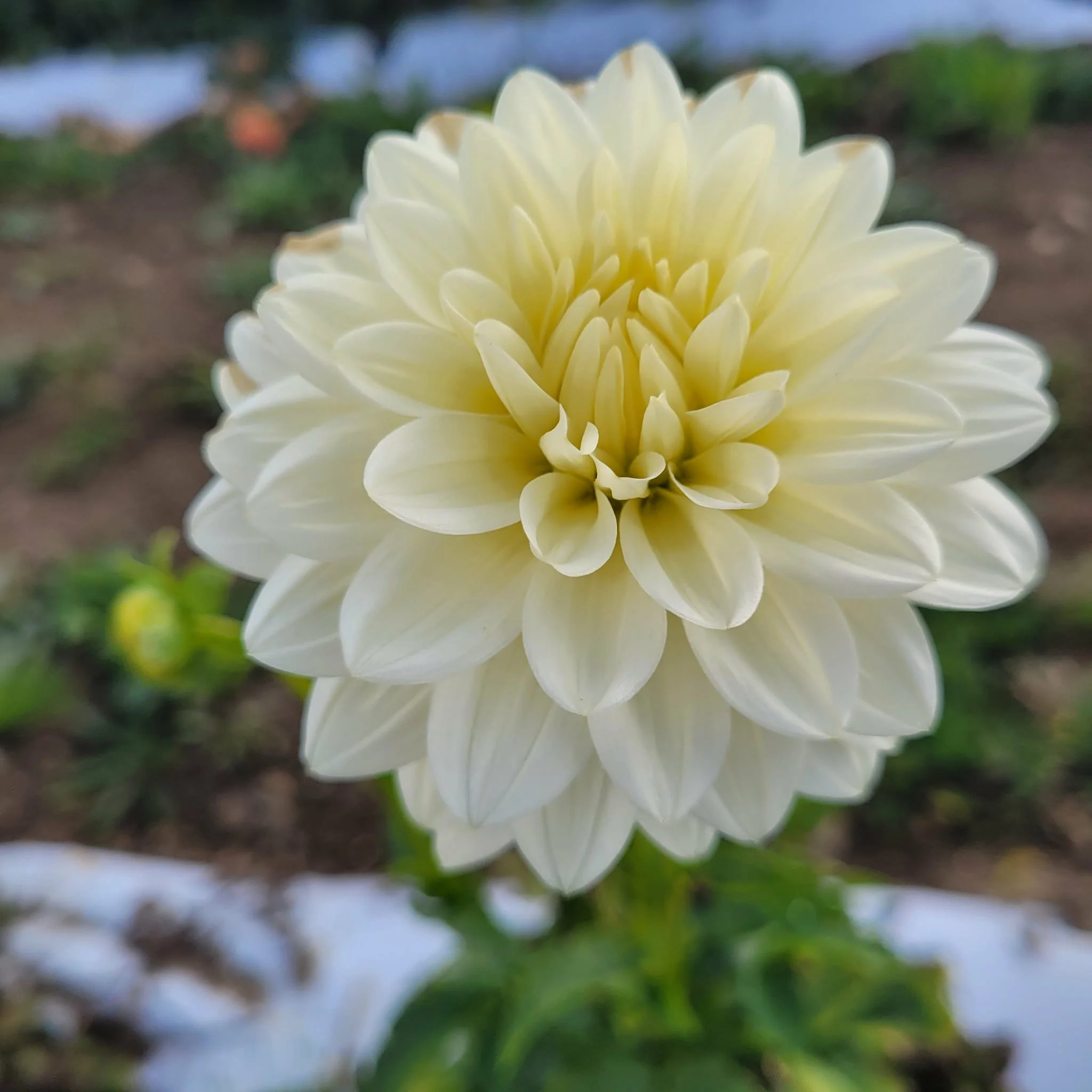 Sun Kissed Dahlia