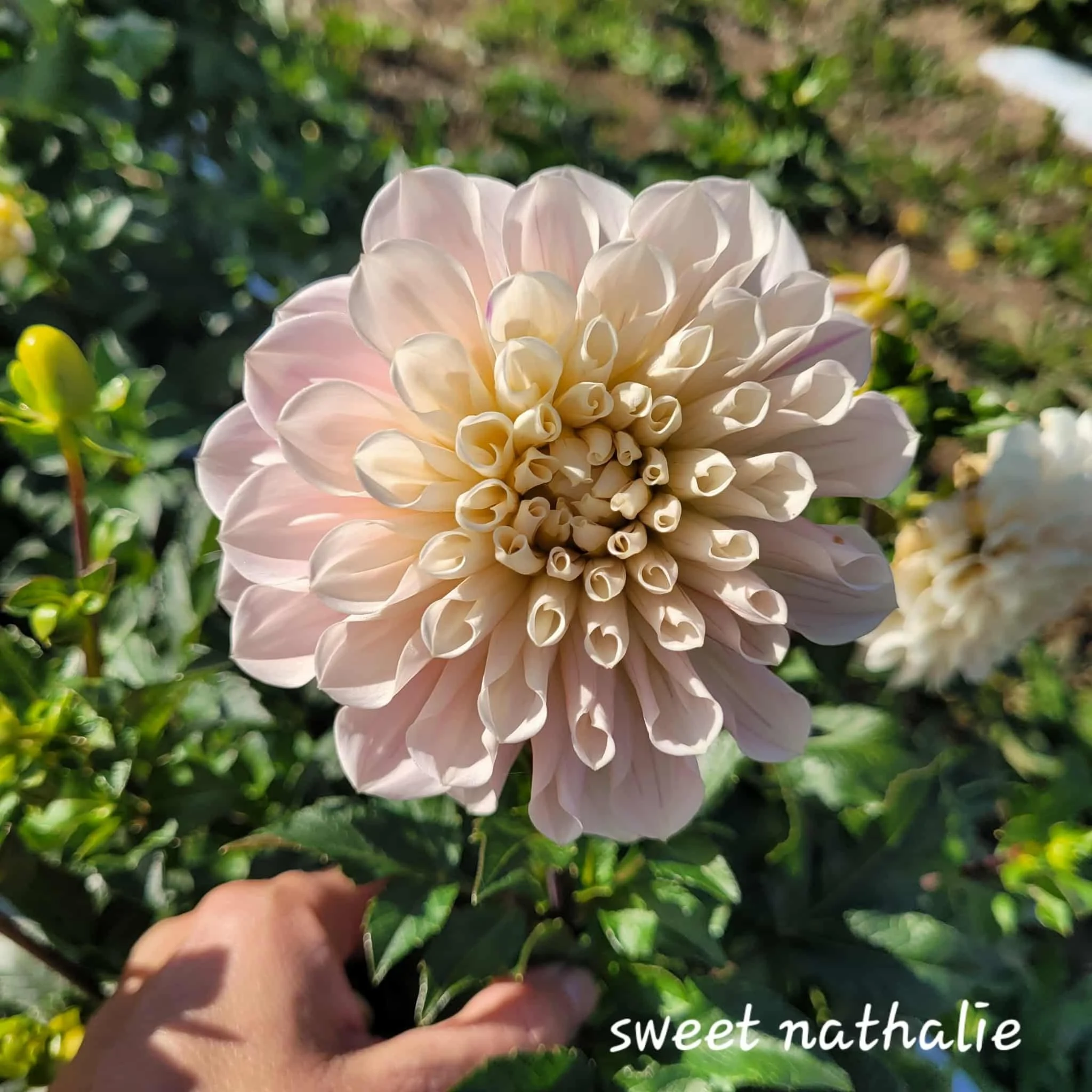 Sweet Nathalie Dahlia 1.jpg