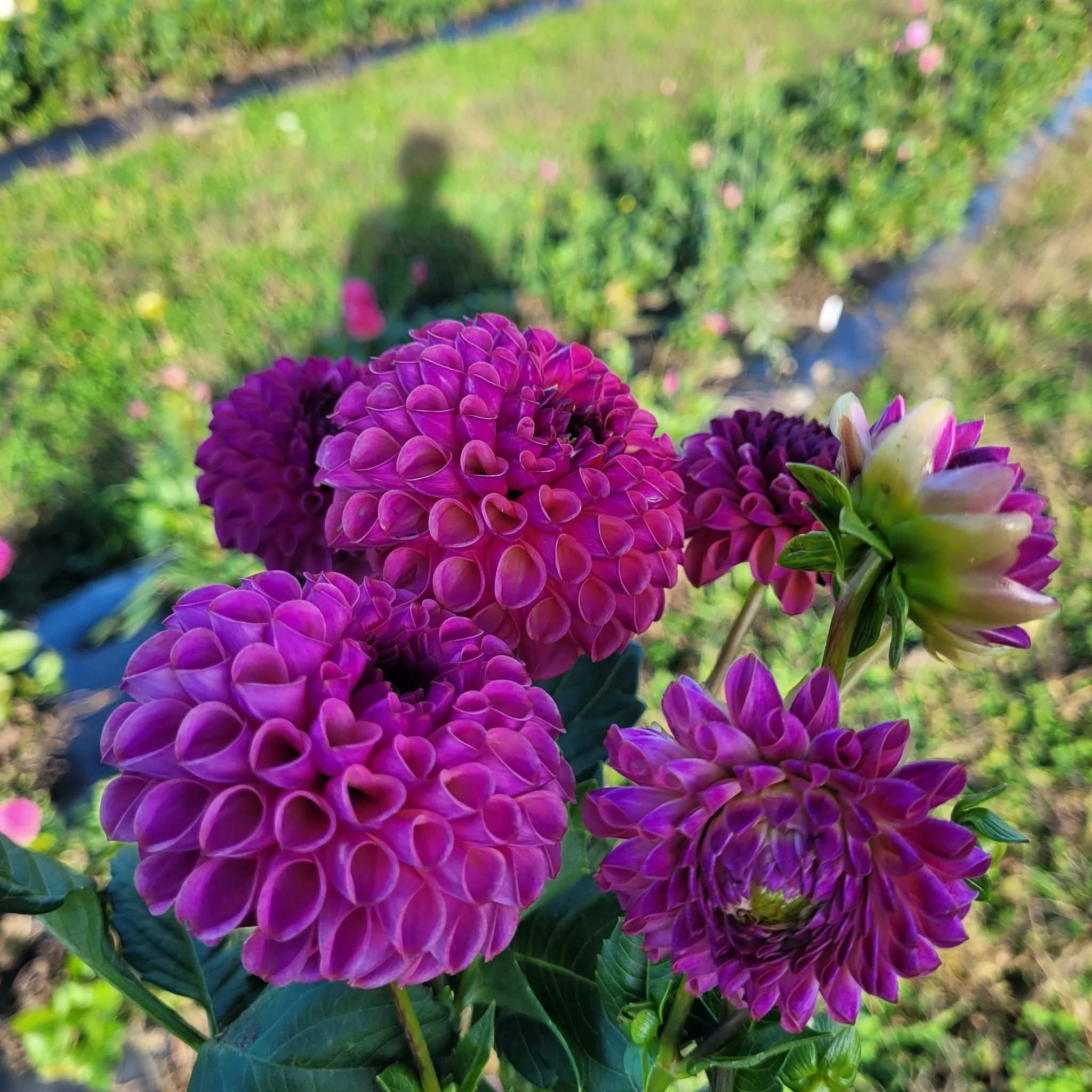 Caitlin's Joy Dahlia 1.jpg