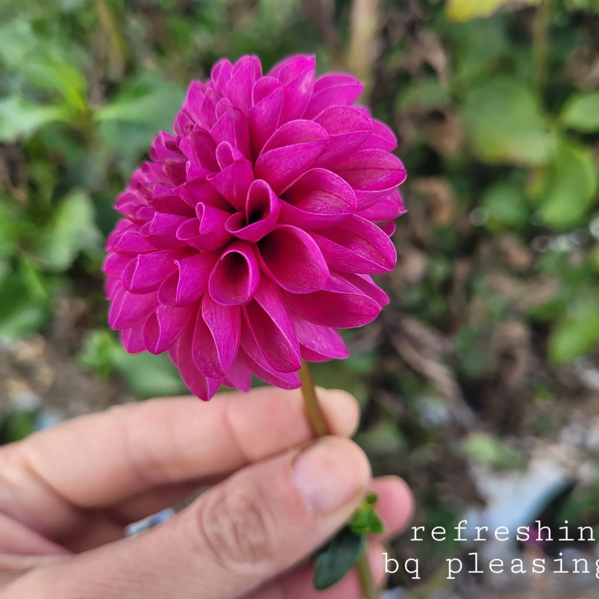 Bloomquist Refreshing Dahlia.jpg