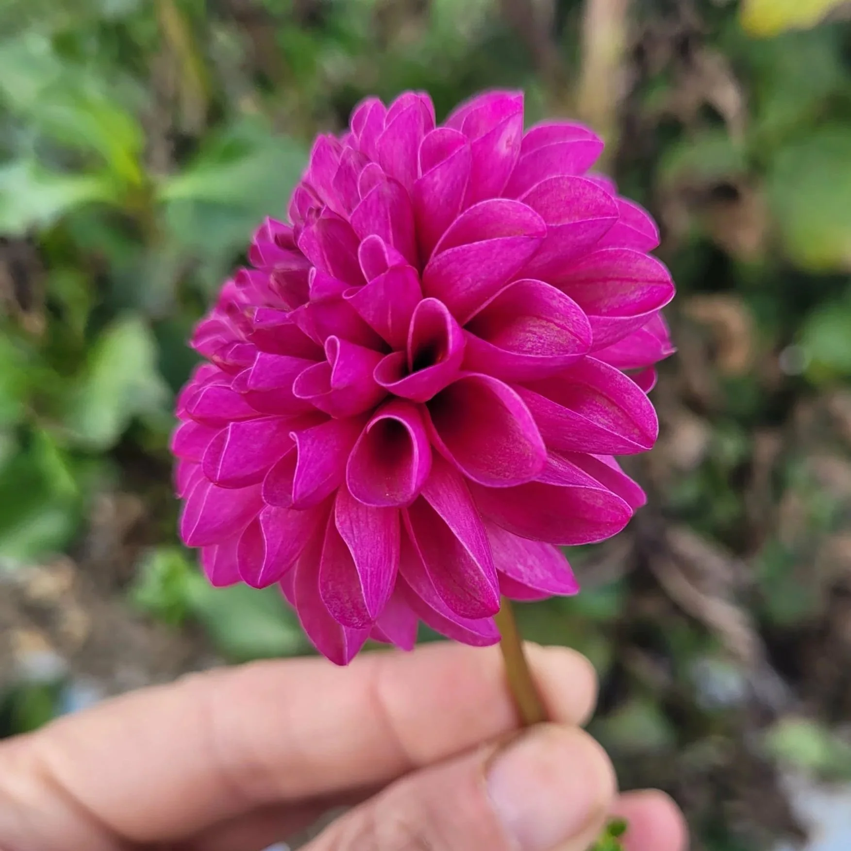 Bloomquist Refreshing Dahlia