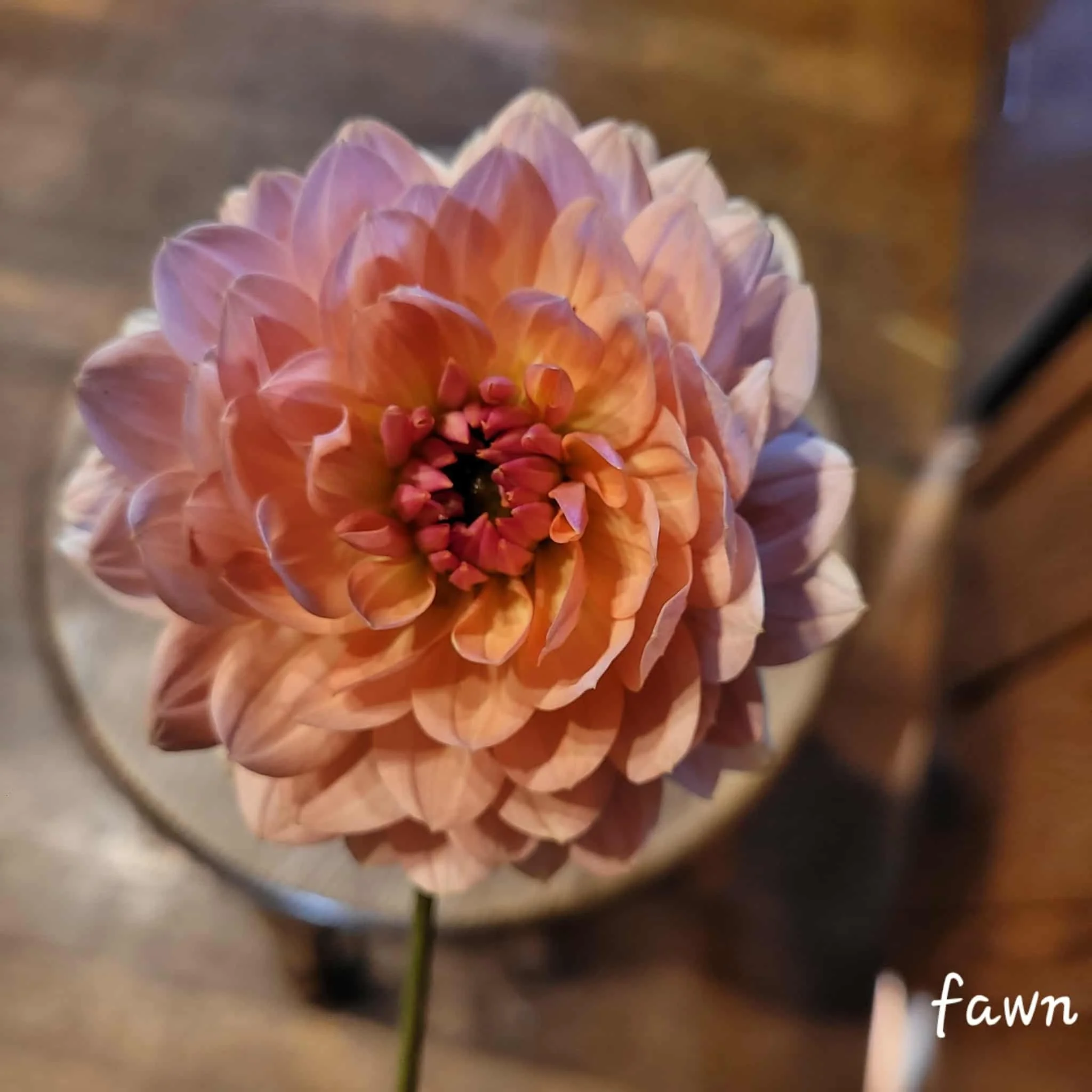 Fawn Dahlia 1.jpg