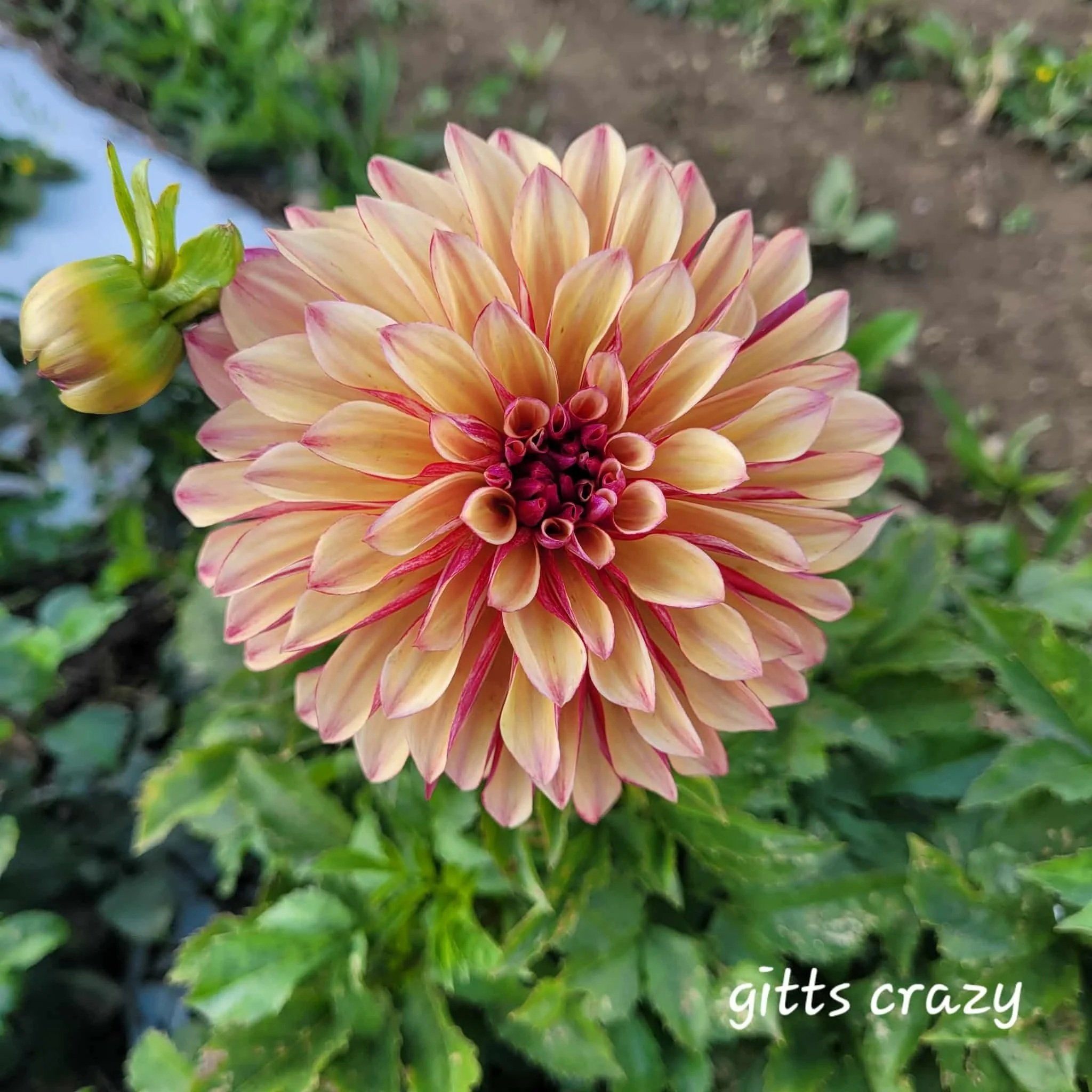 Gitts+Crazy+Dahlia.jpg