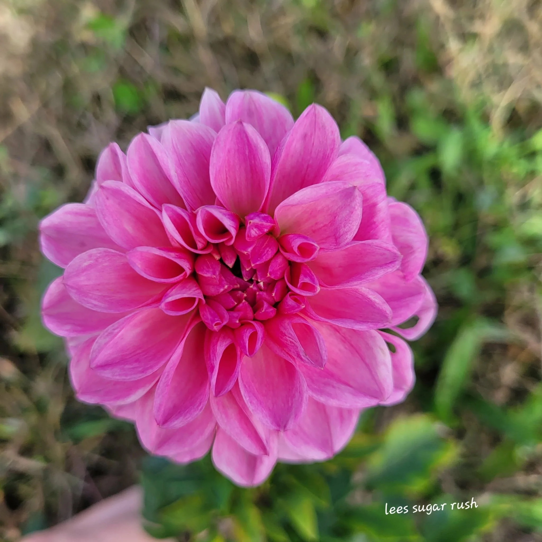 Lee's Sugar Rush Dahlia 1.jpg