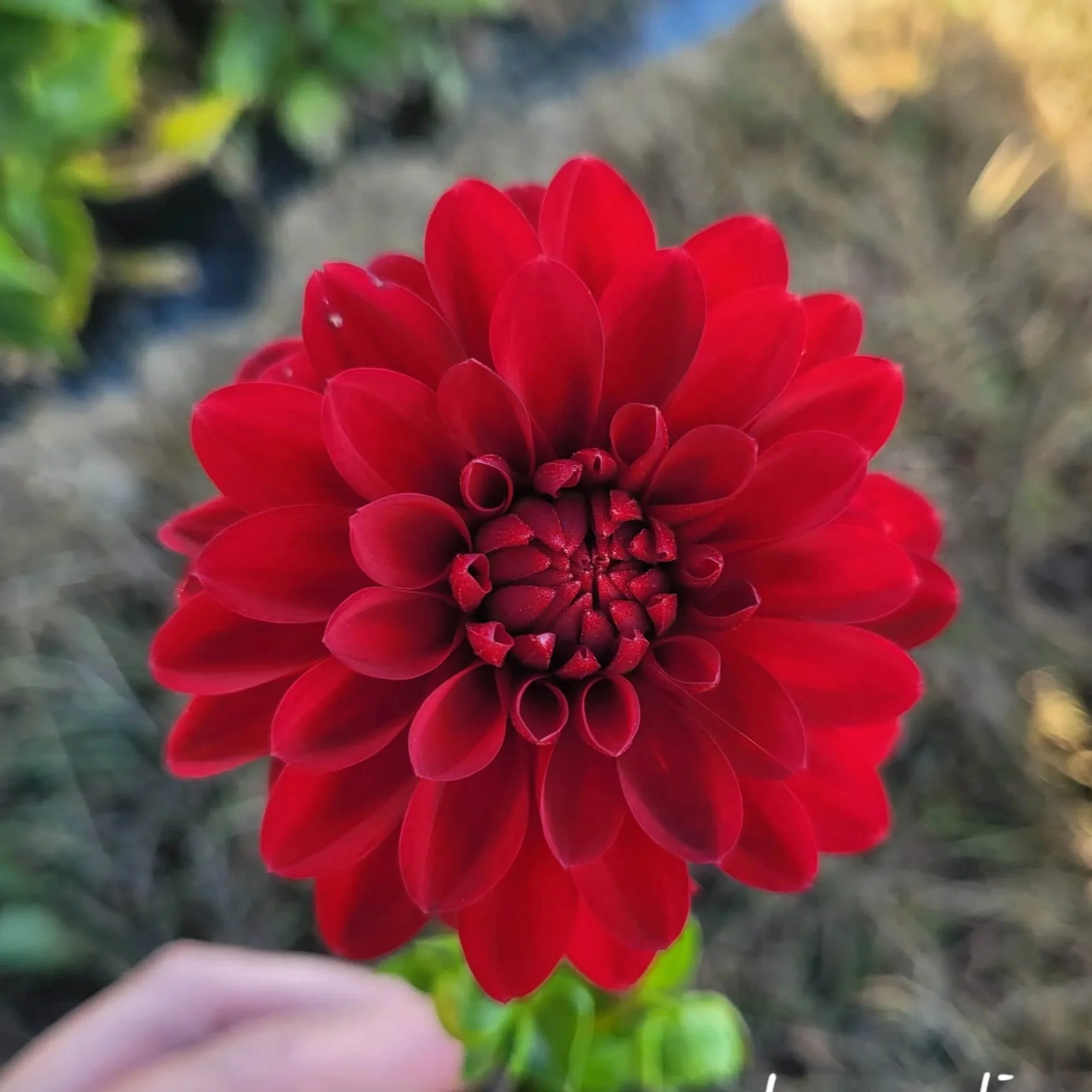 Cardinal+Dahlia.jpg