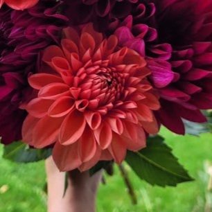 tempest+dahlia.jpg
