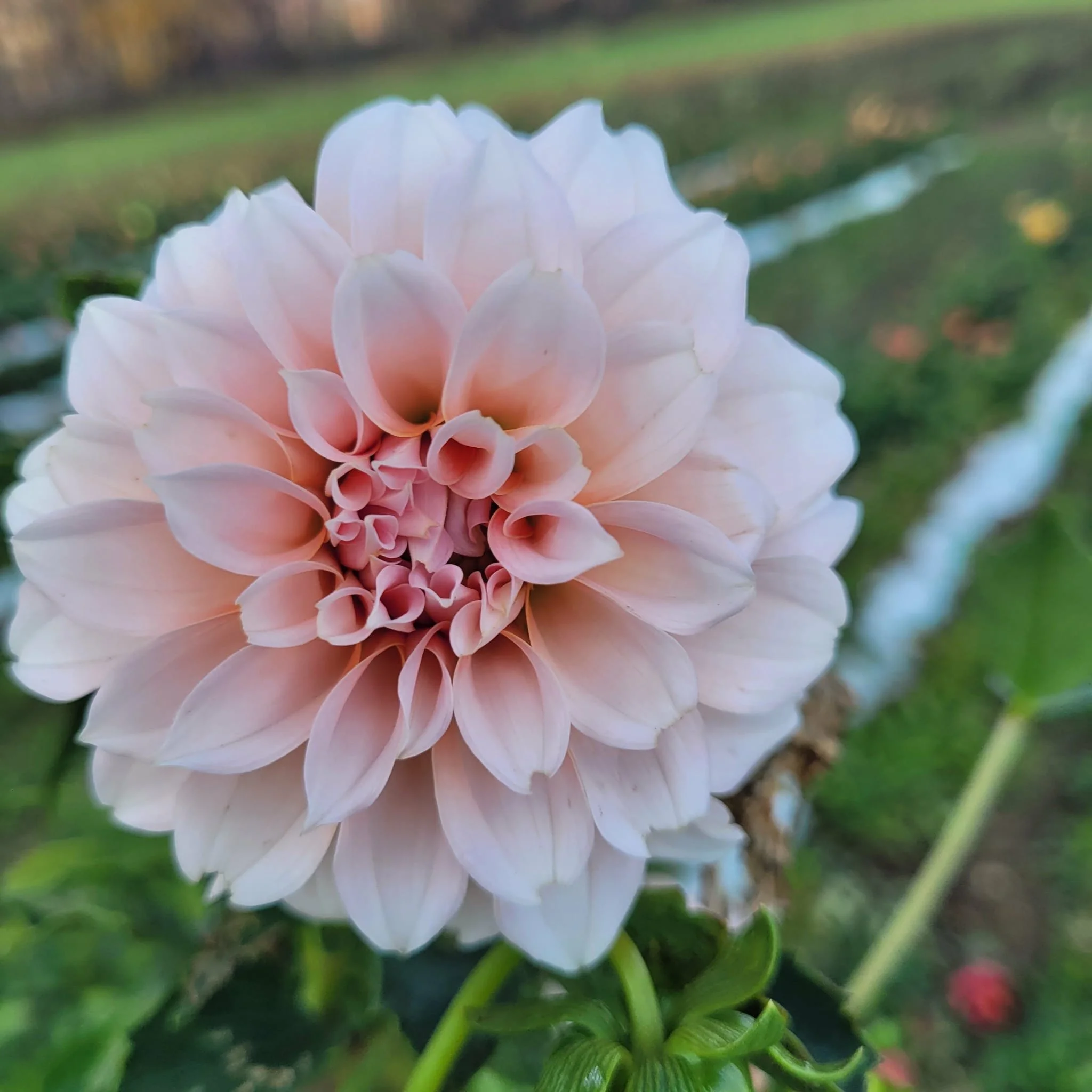 Peaches N Cream Dahlia.jpg