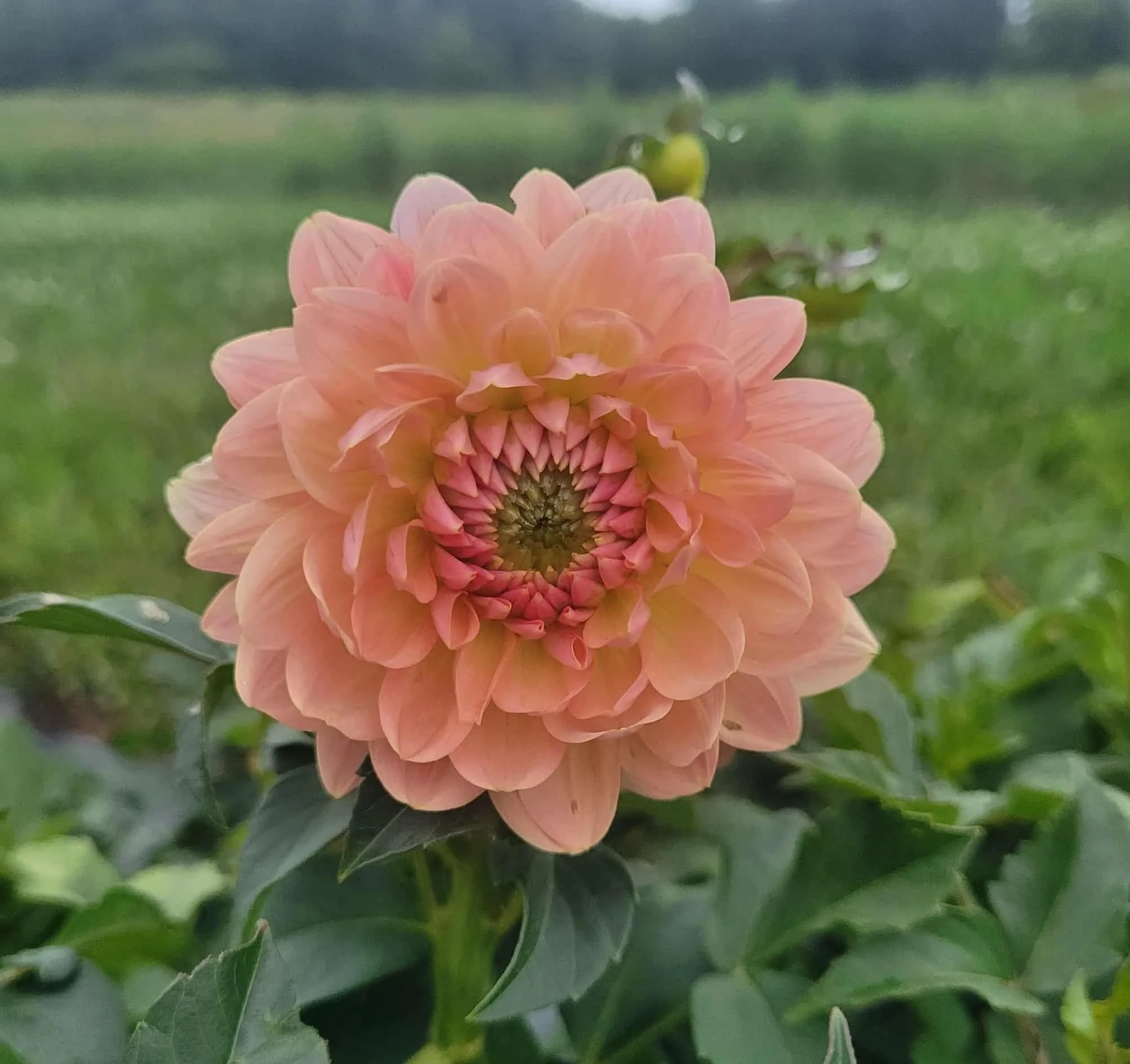 Fawn Dahlia