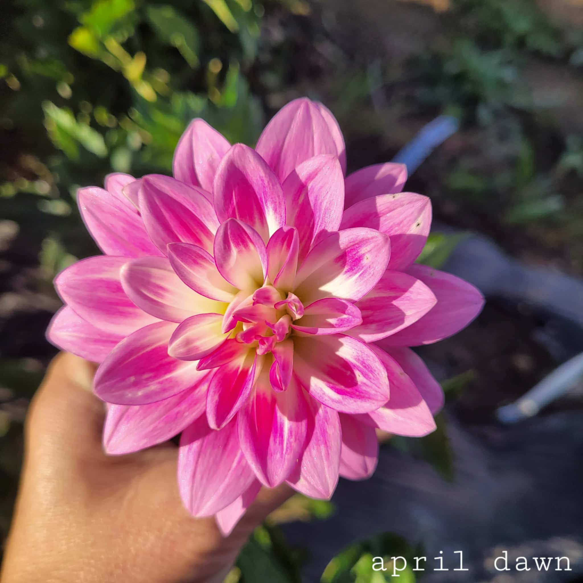 April Dawn Dahlia.jpg