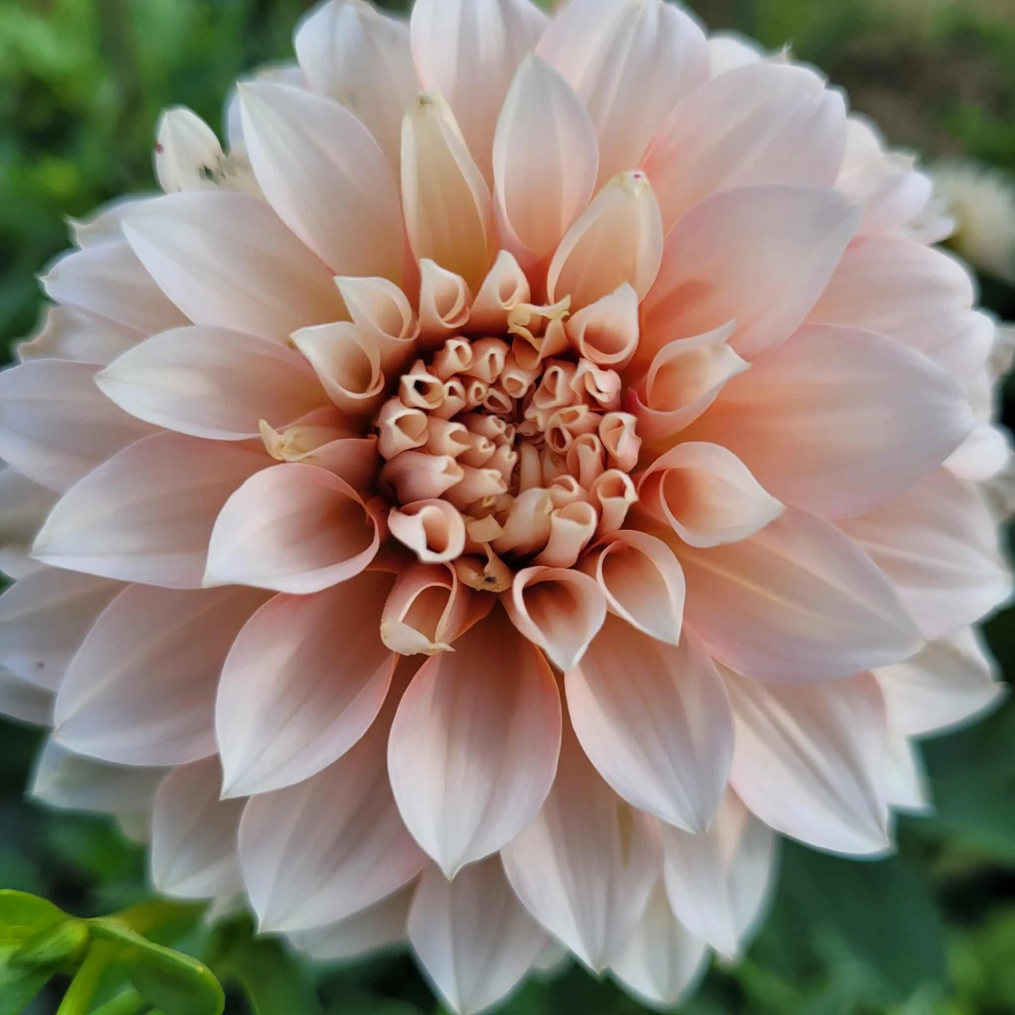 Lee's Chloe Dahlia 1.jpg