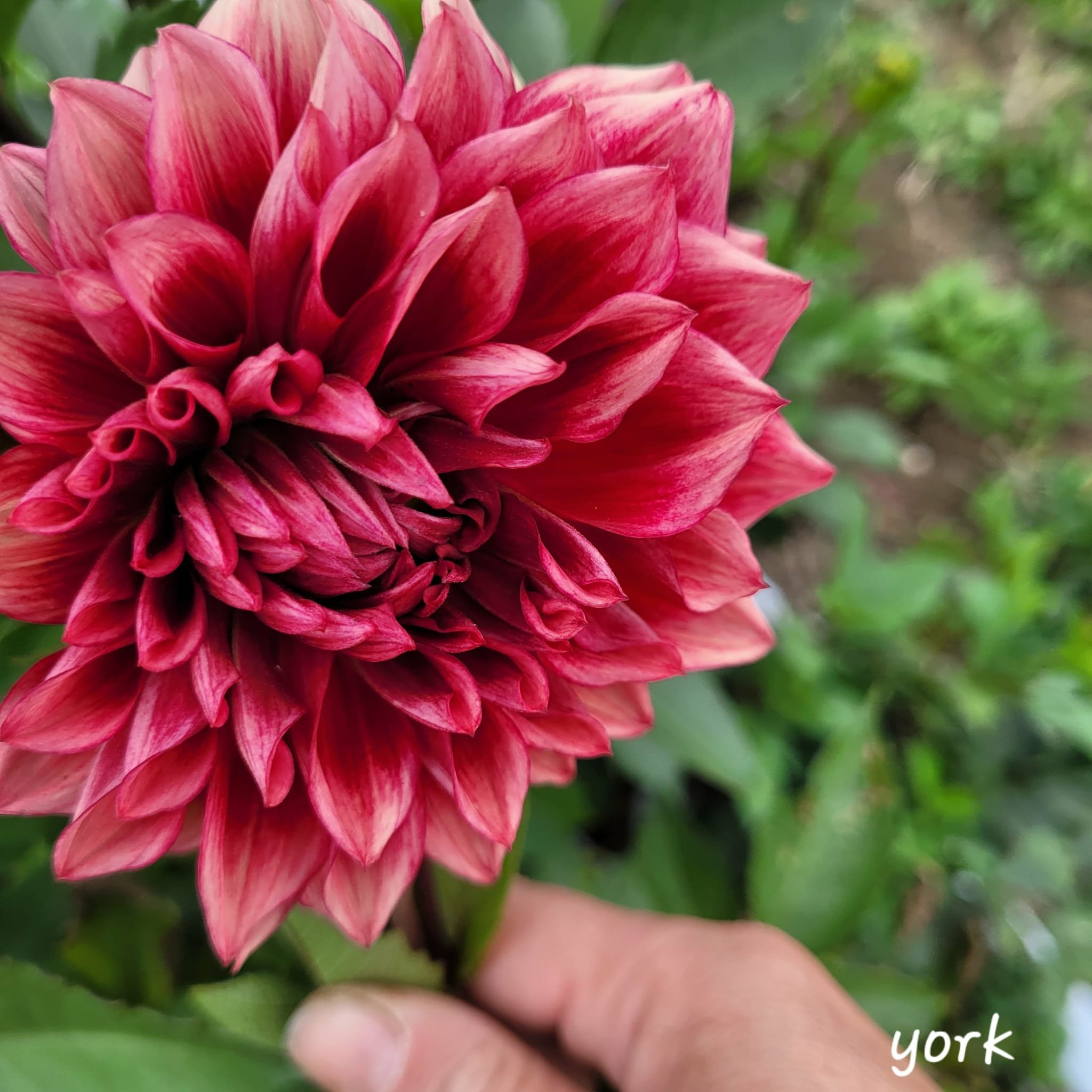 Bloomquist York Dahlia.jpg