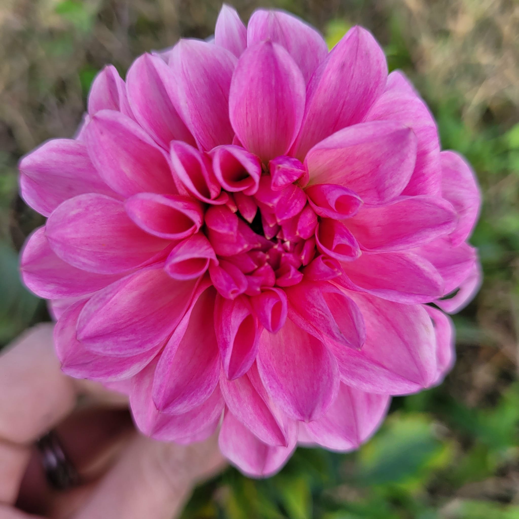 Lee's Sugar Rush Dahlia.jpg
