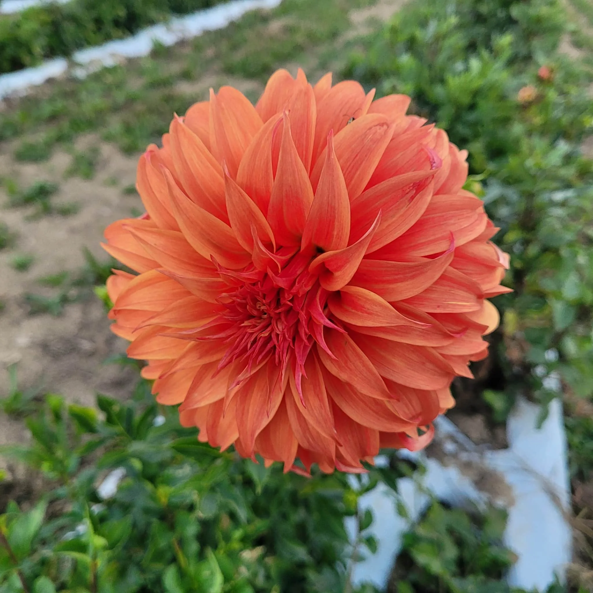 Bloomquist Jean Dahlia 1.jpg
