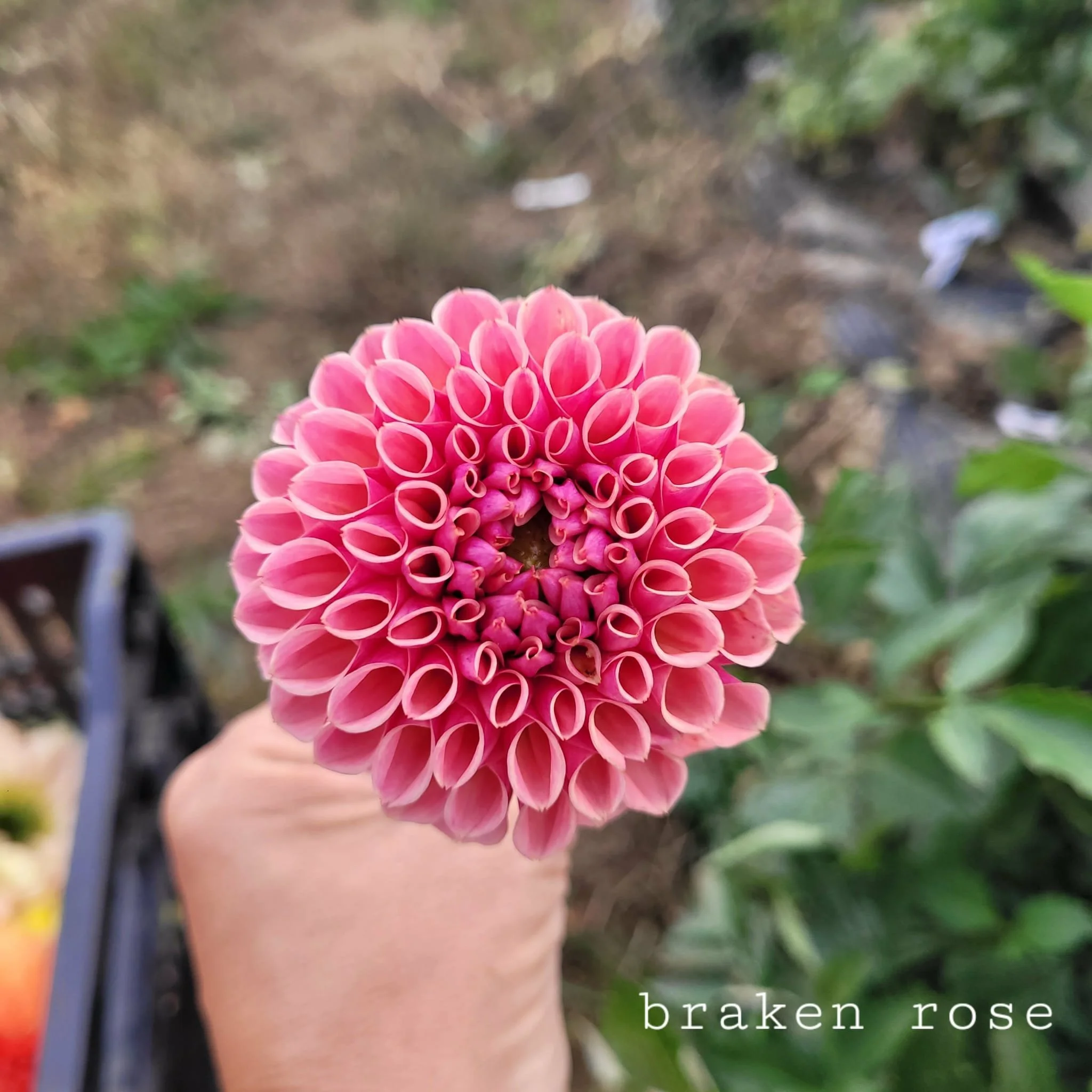 Bracken Rose US Dahlia.jpg