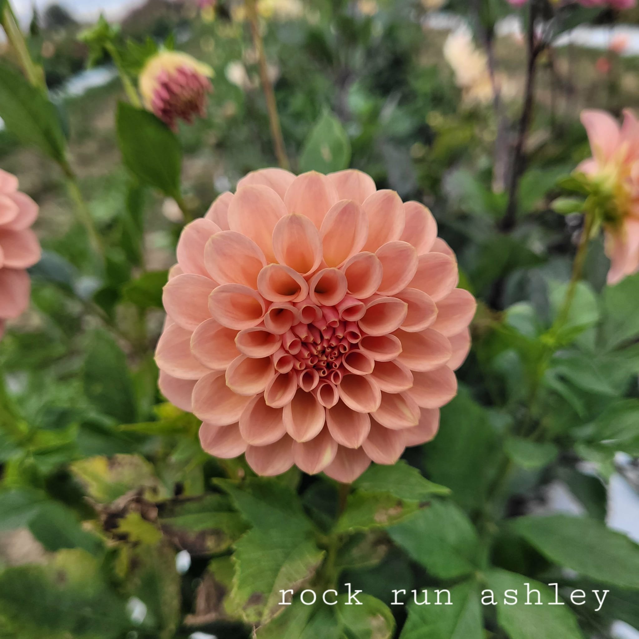 Rock Run Ashley dahlia.jpg