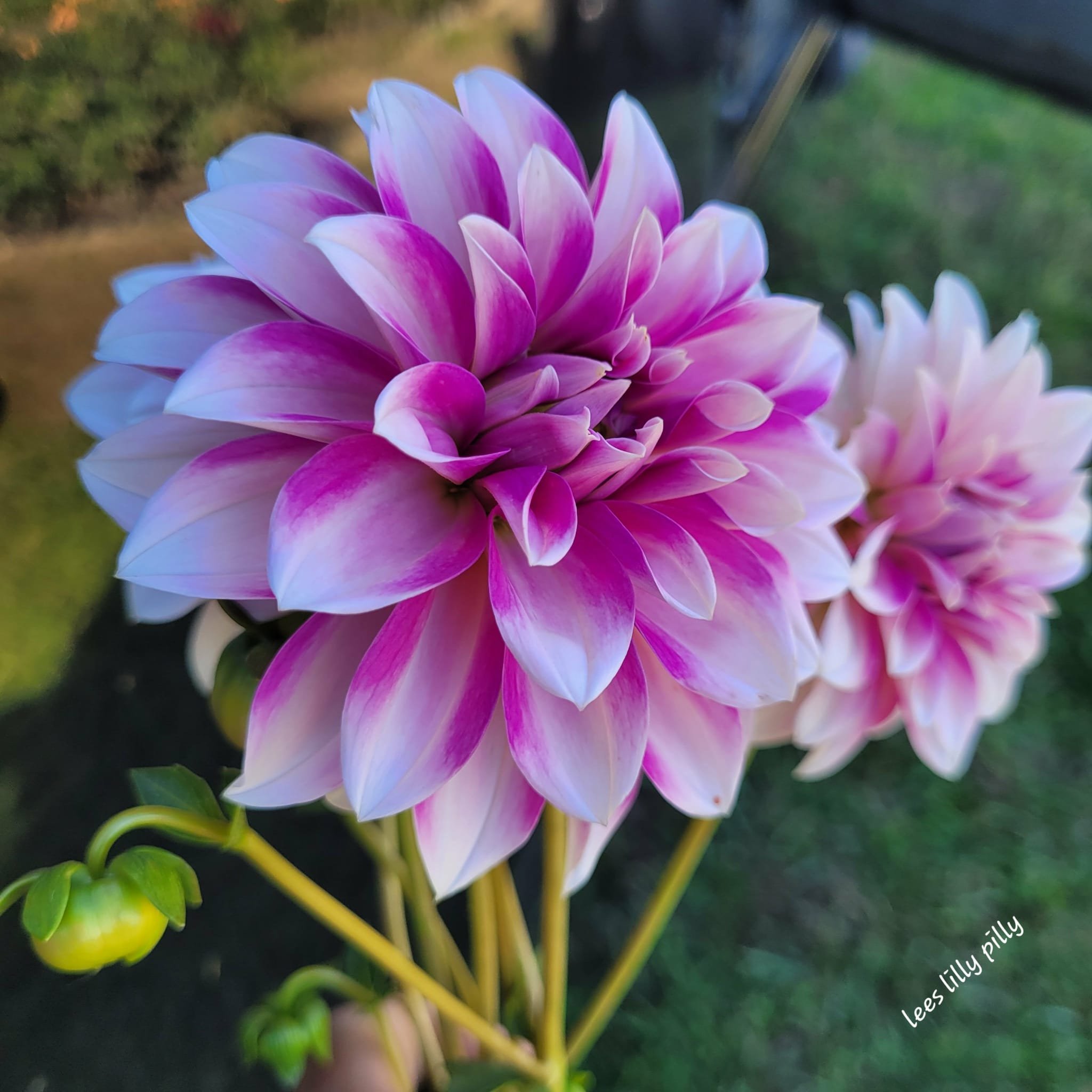 Lee's Lilly Pilly Dahlia
