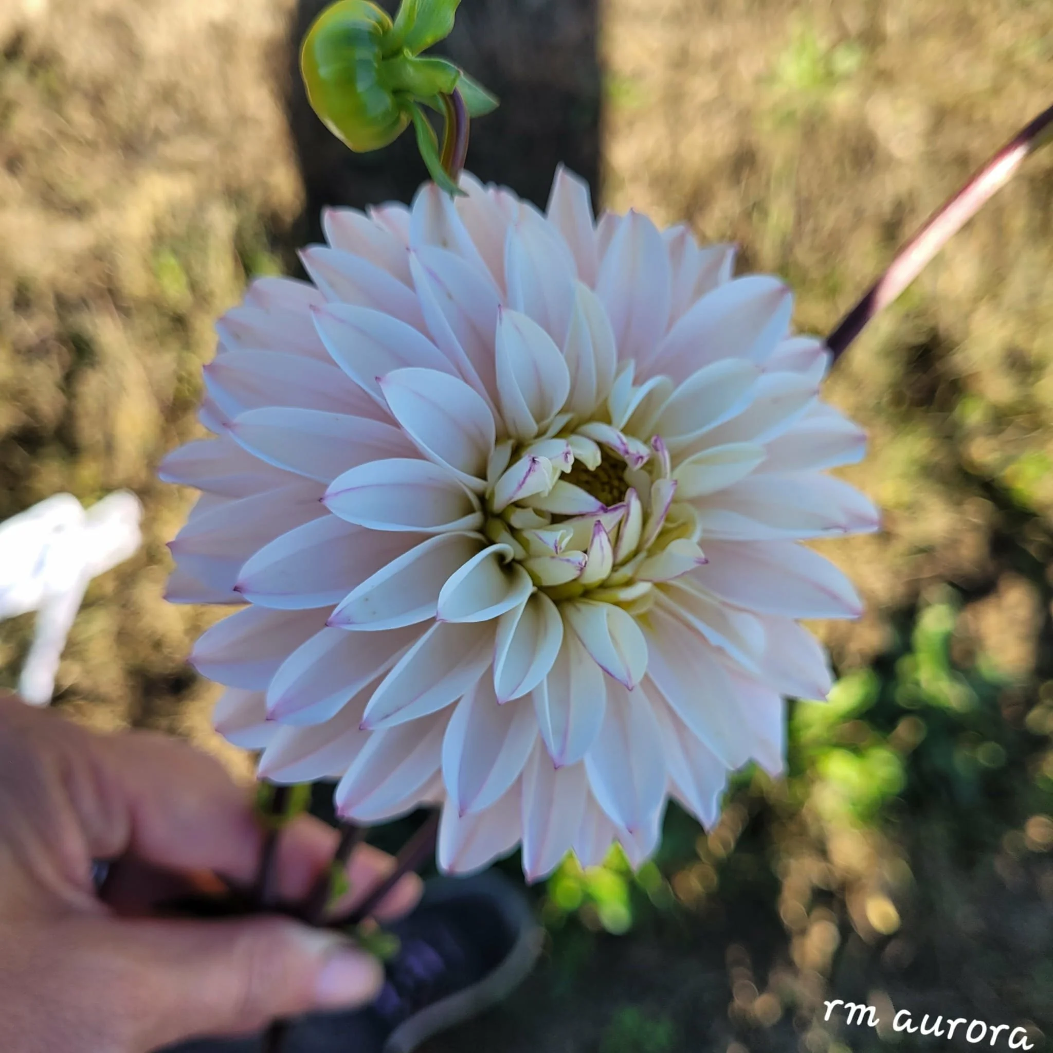 RM Aurora Dahlia 2.jpg