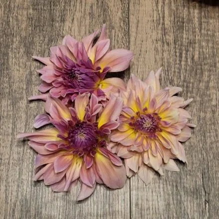 Strawberry+Ice+Dahlia.jpg