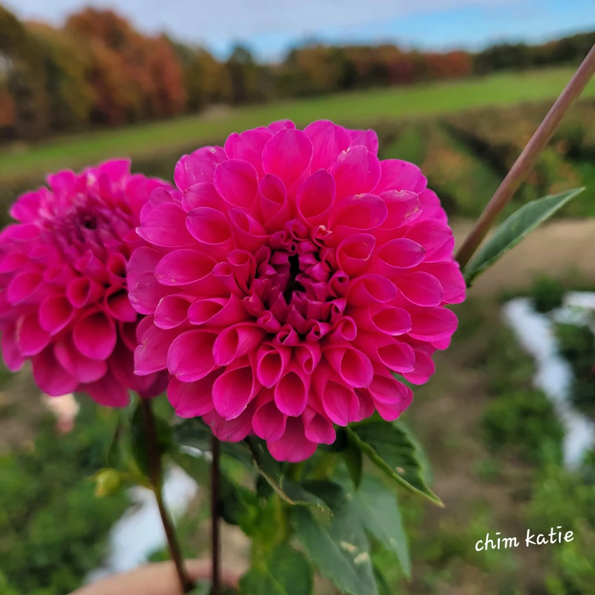 Chimicum Katie Dahlia