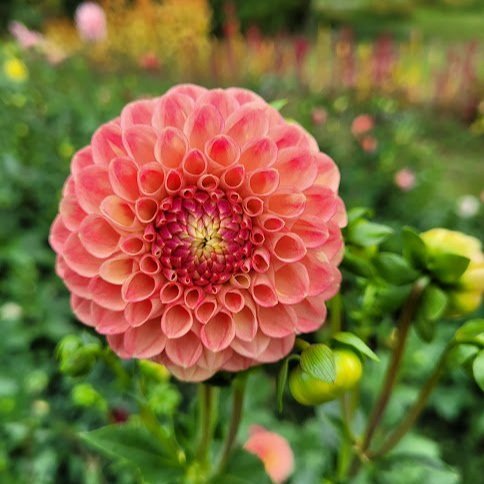 snoho+doris+dahlia+2.jpg