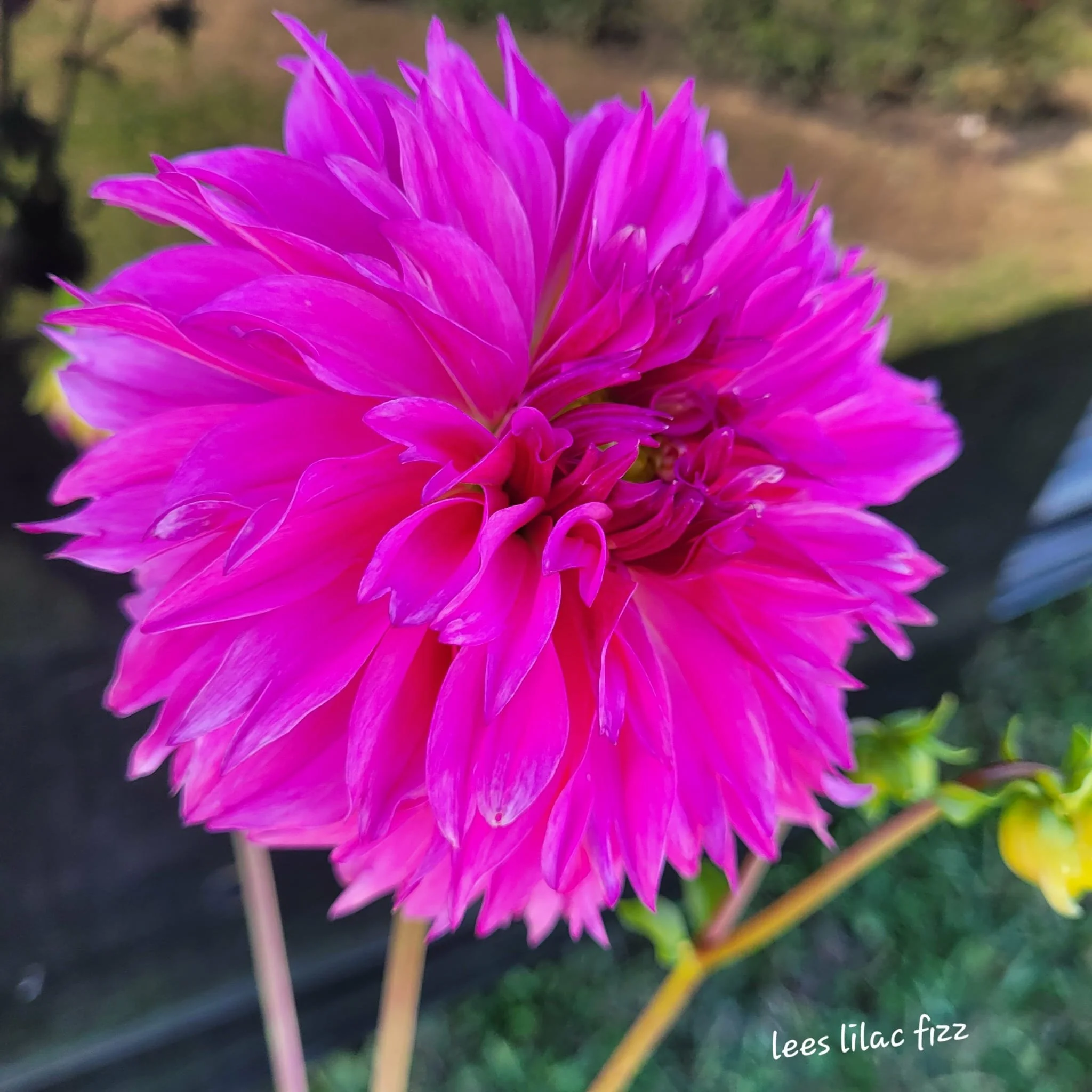 Lee's Lilac Fizz Dahlia