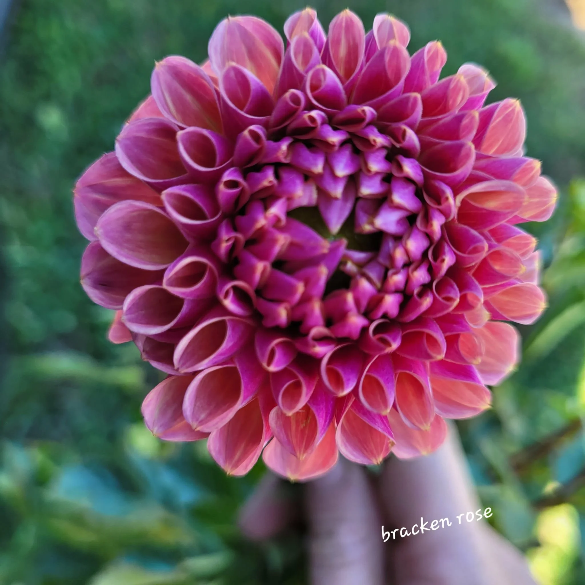 Bracken Rose Dahlia US.jpg