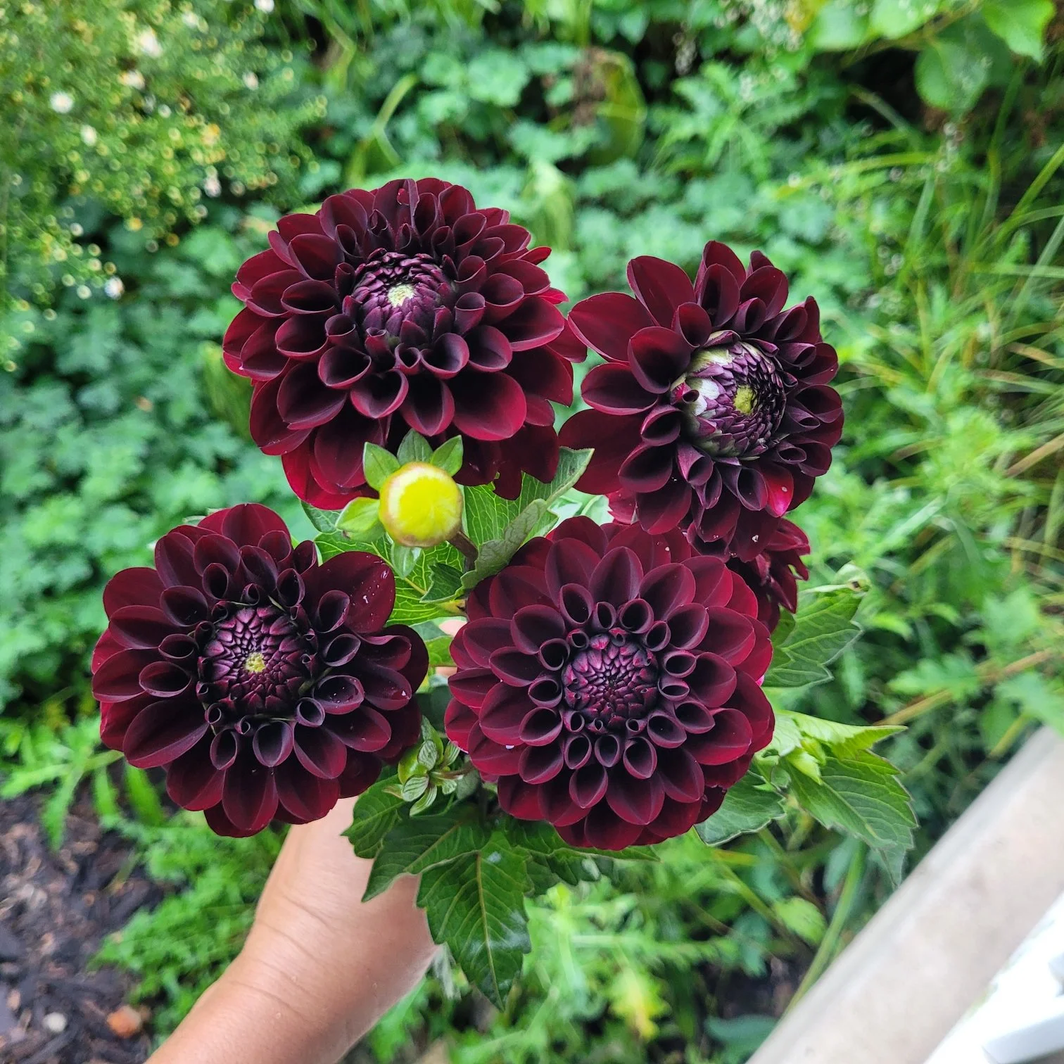 Lights Out Dahlia