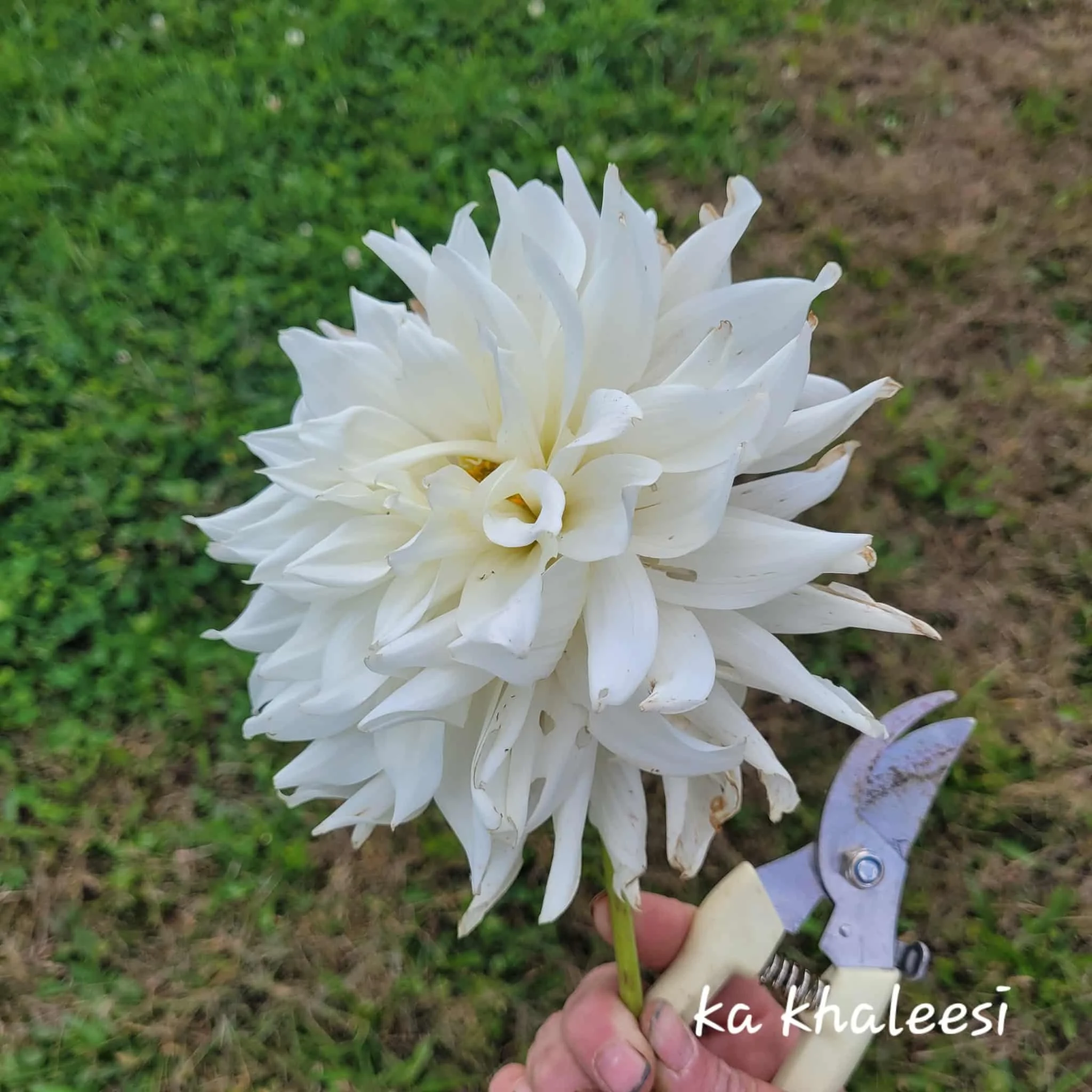KA Khaleesi Dahlia