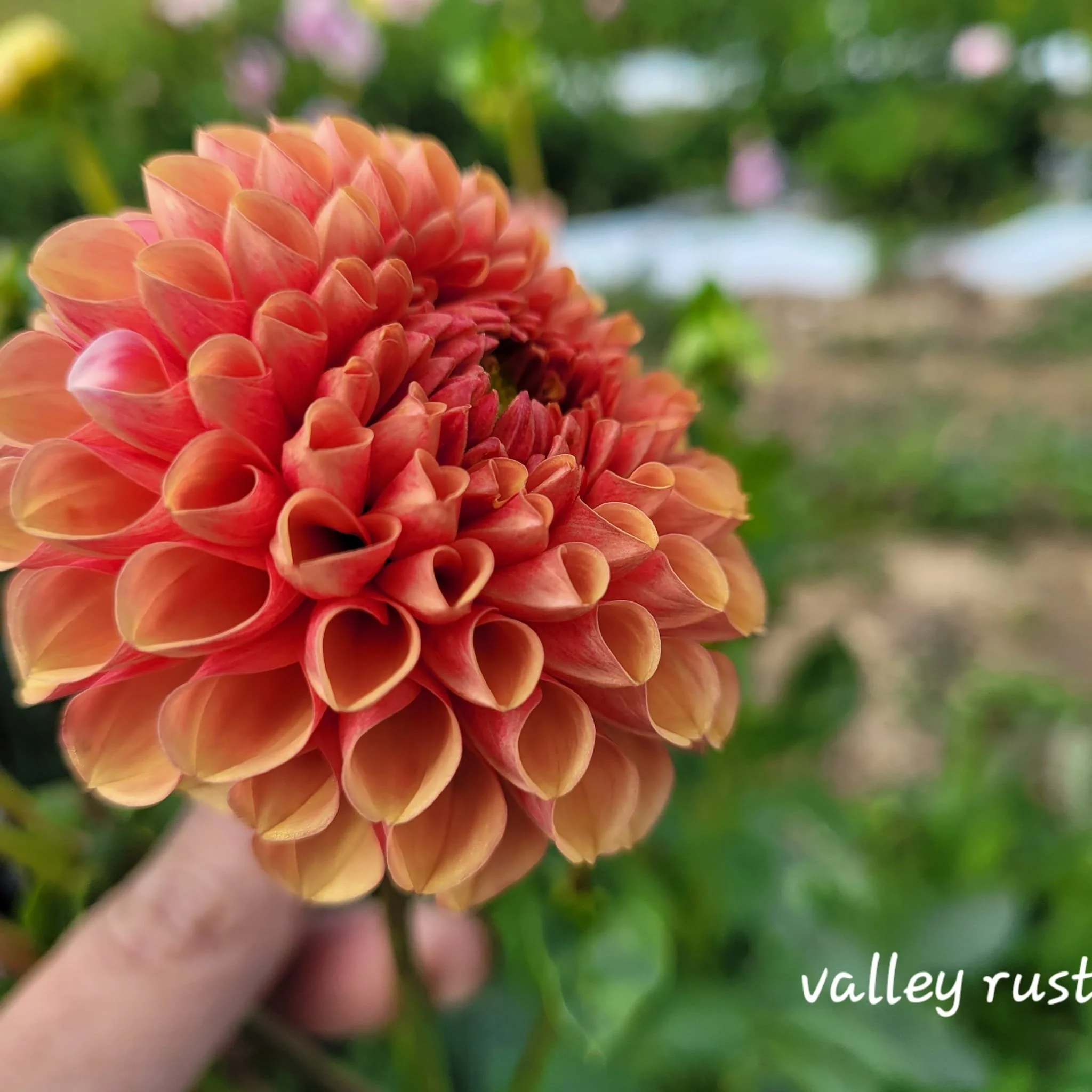 Valley Rust Bucket Dahlia