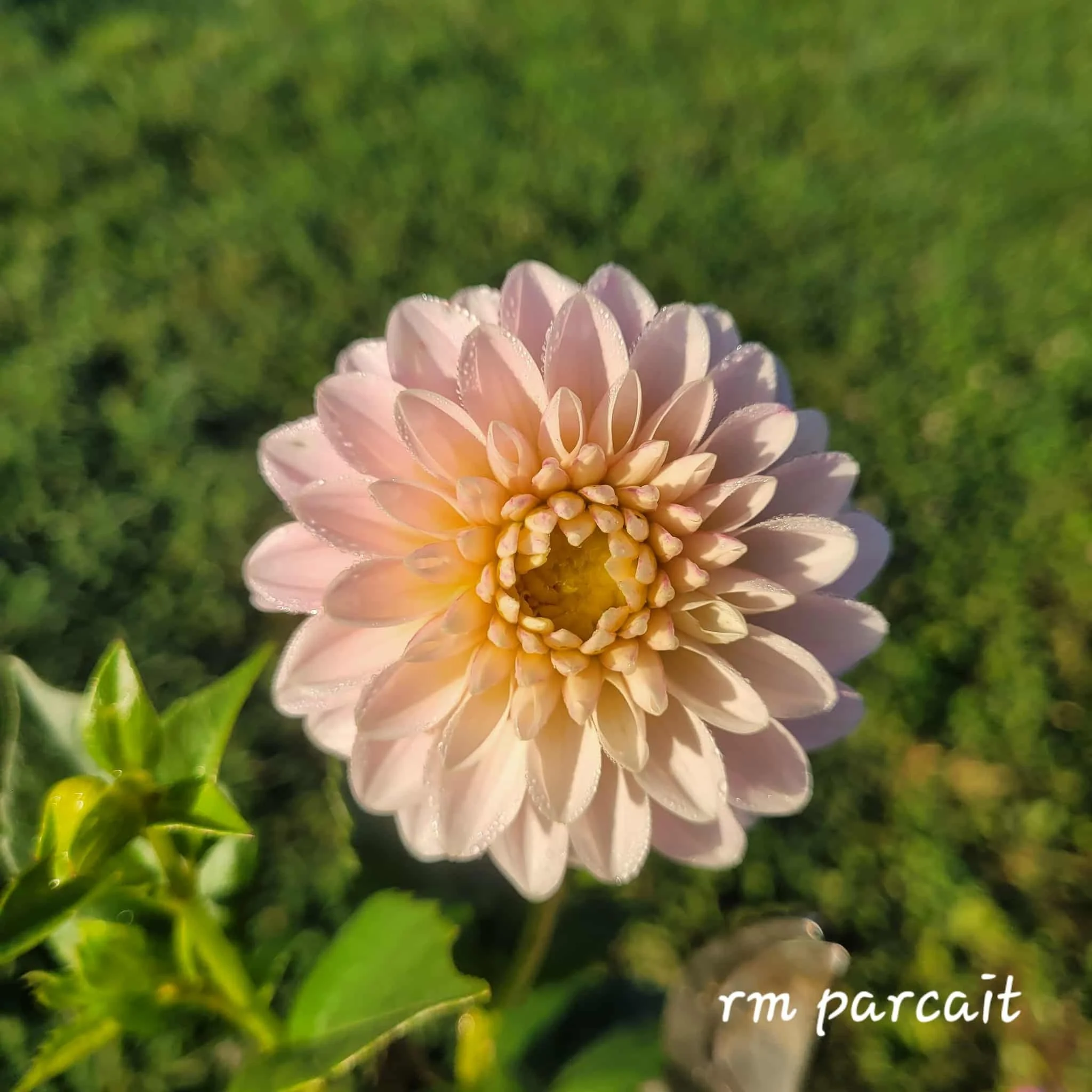 RM Parfait Dahlia
