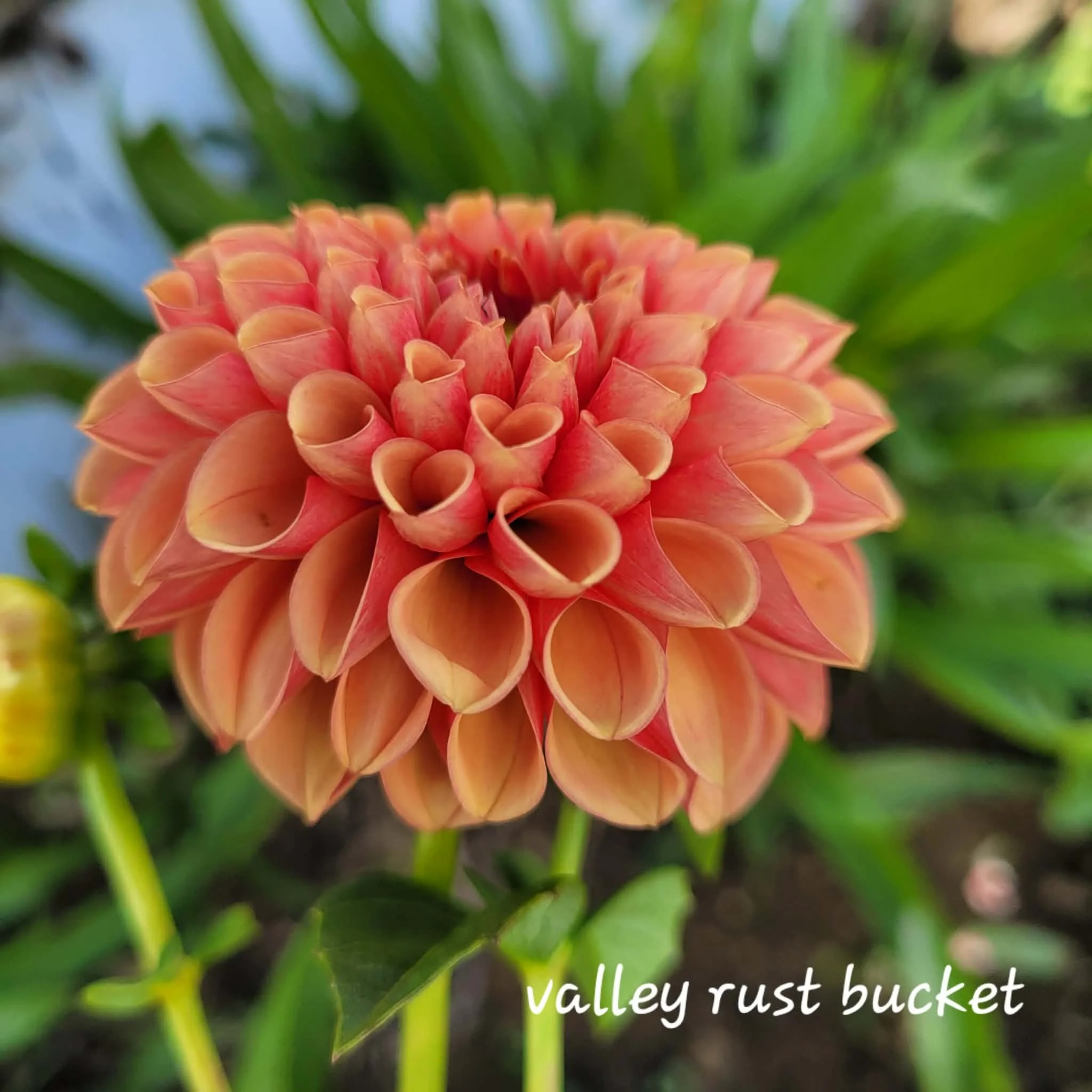 valley rust bucket 2.jpg