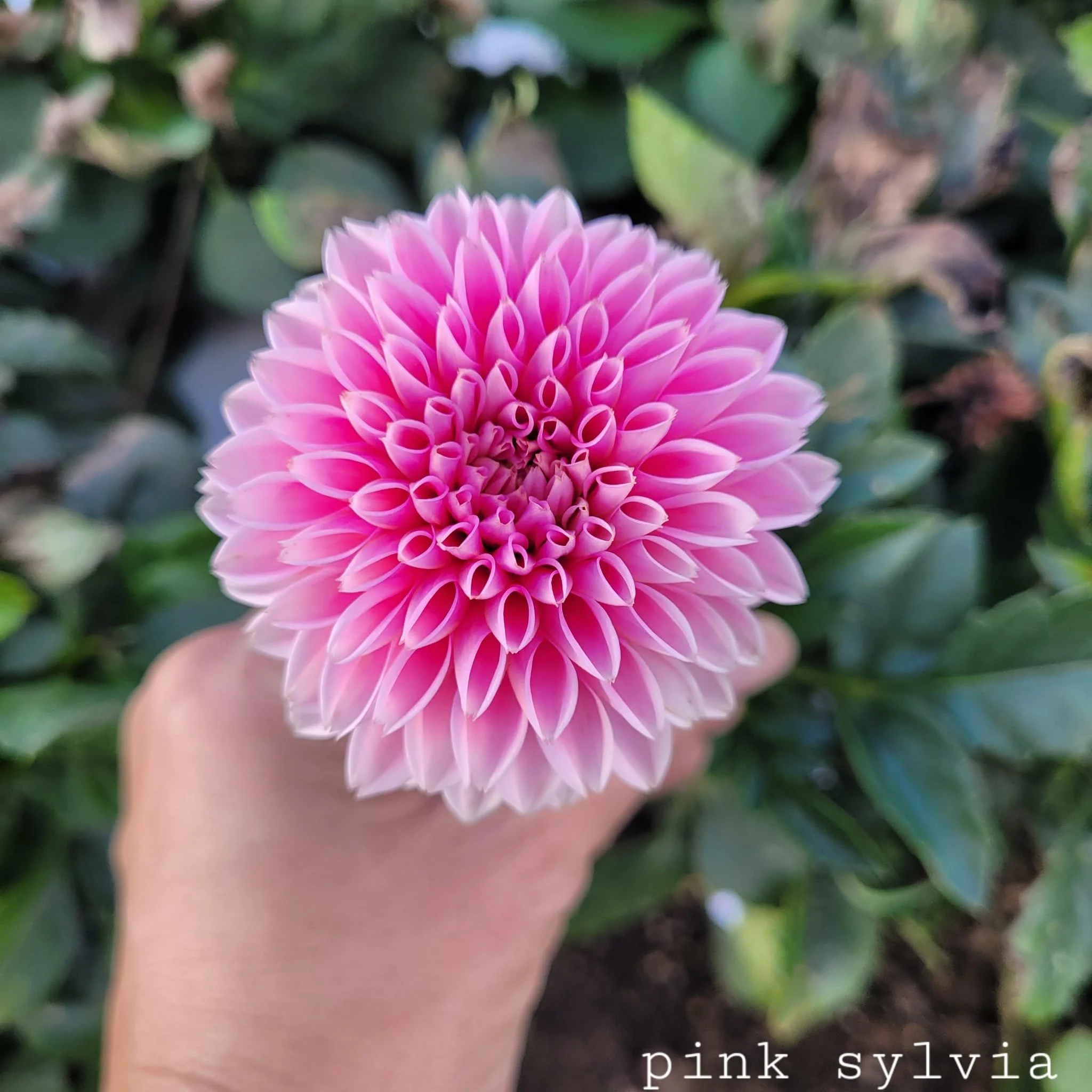 Pink Sylvia Dahlia 1.jpg